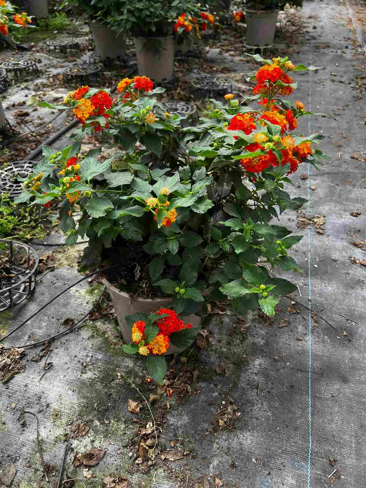 LANTANA C 20