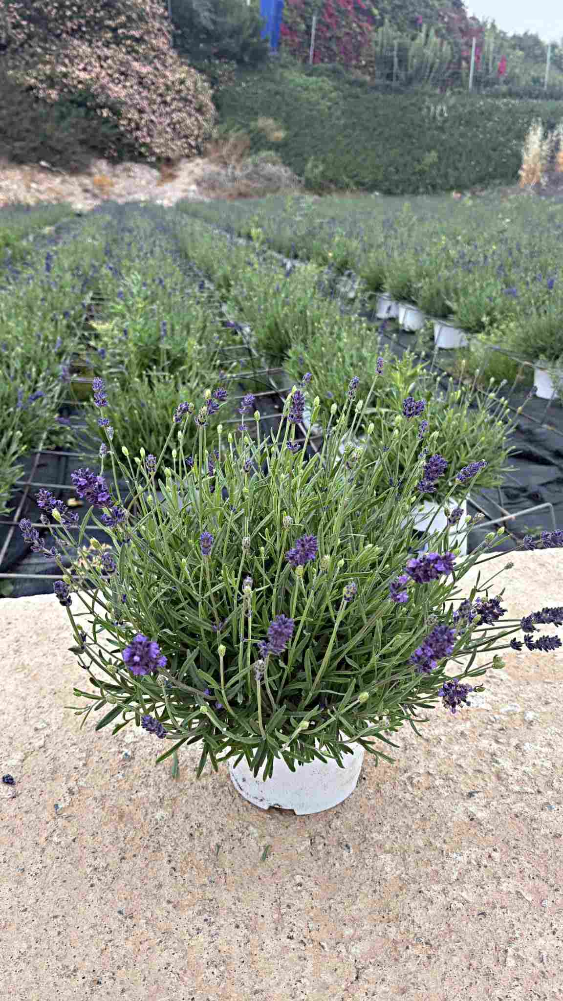 LAVANDA EARLY BLUE C 17