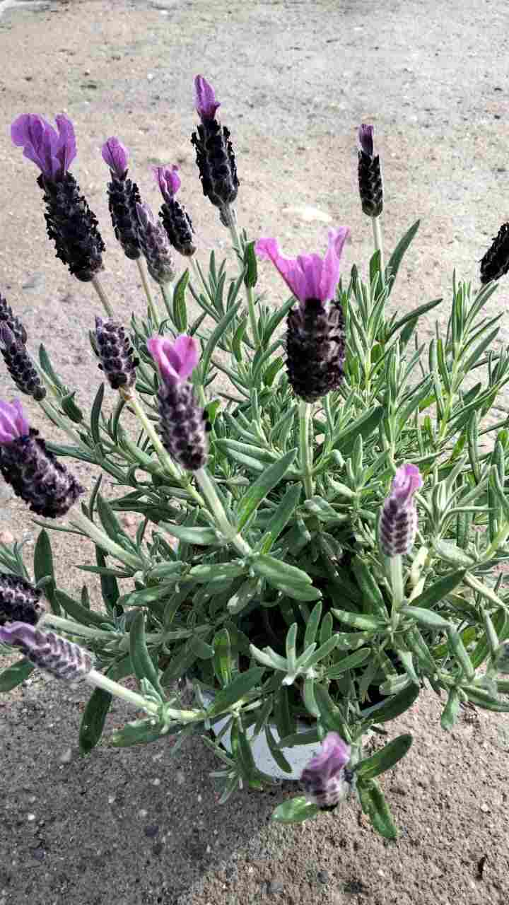 LAVANDA STOECHA C 13