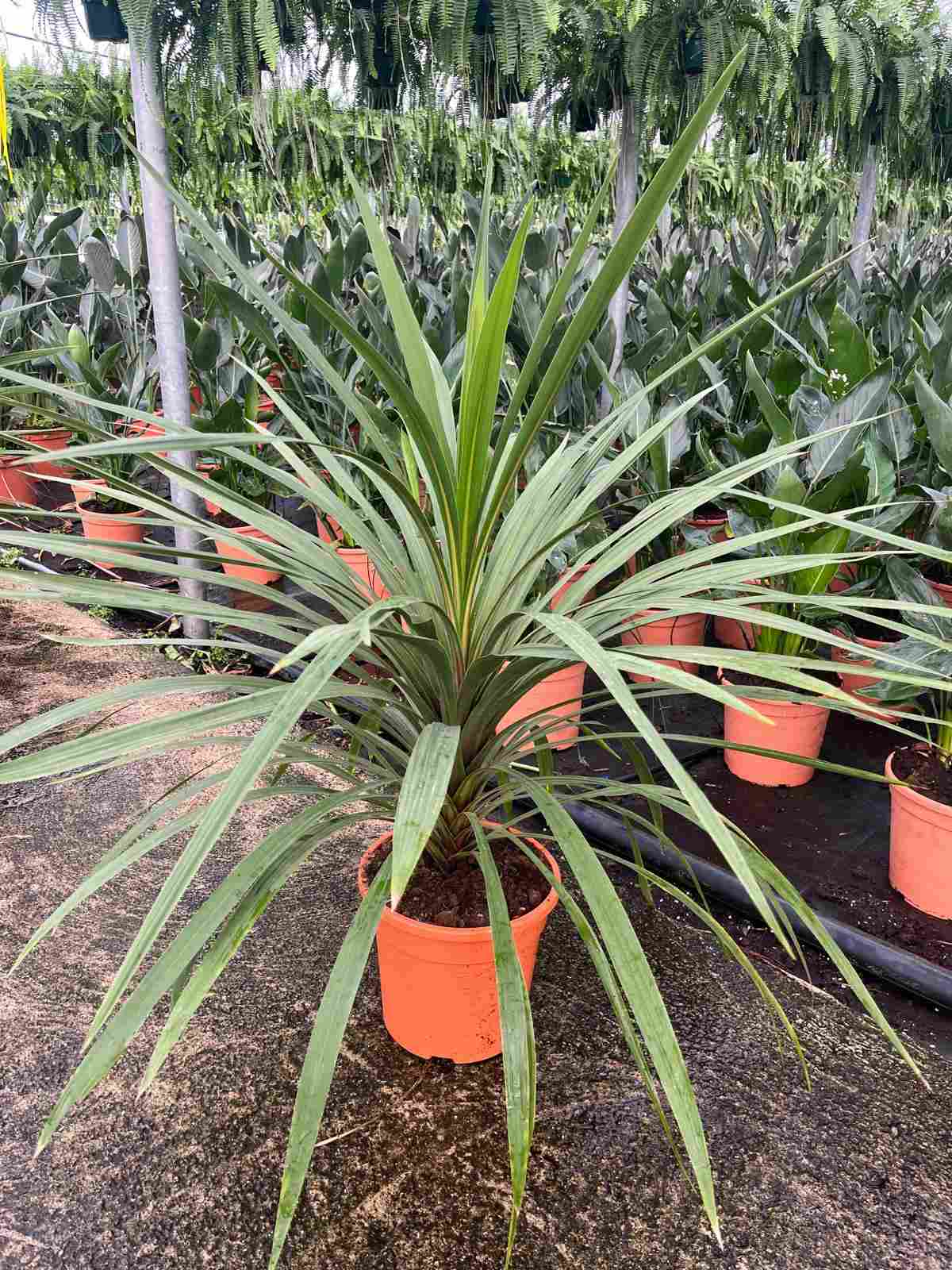 CORDYLINE PEKO C 30 1.20 M