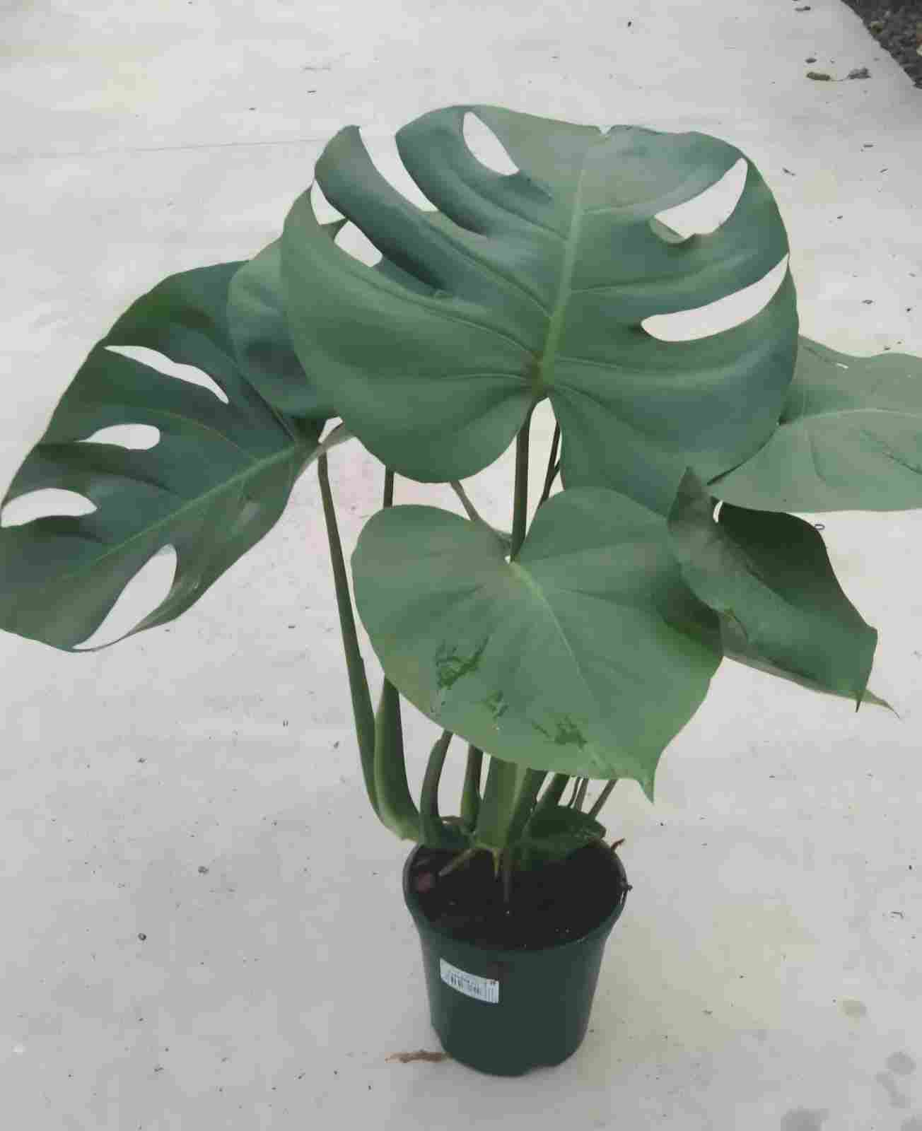 MONSTERA C 17