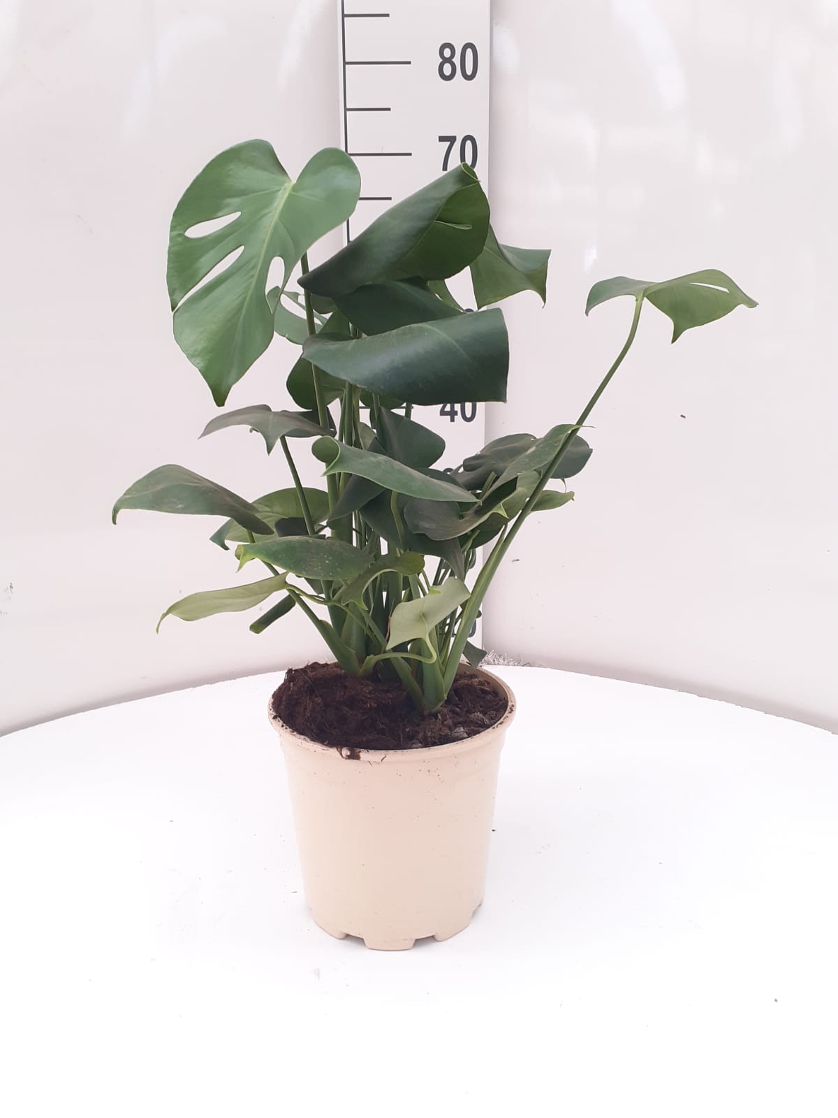 MONSTERA C 20