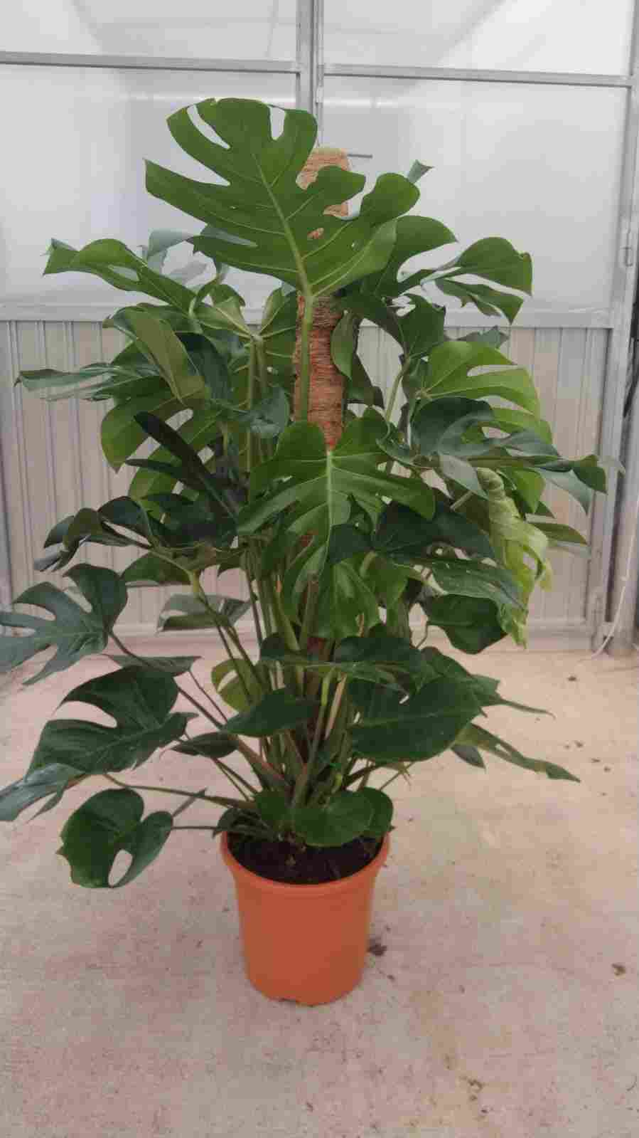 MONSTERA TUTOR C 30 1.50 M