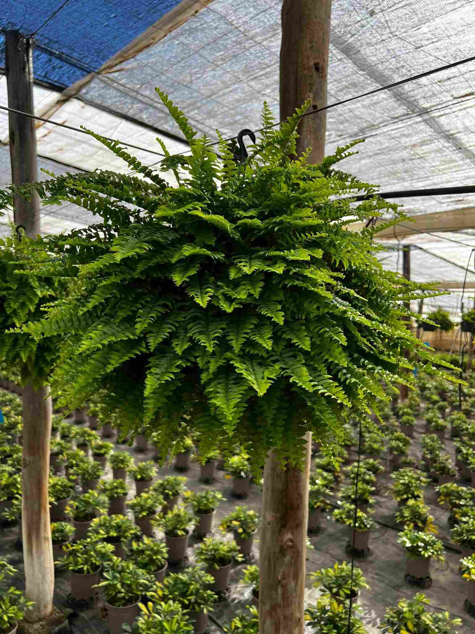 NEPHROLEPIS GREEN LADY C 15 - COLGANTE