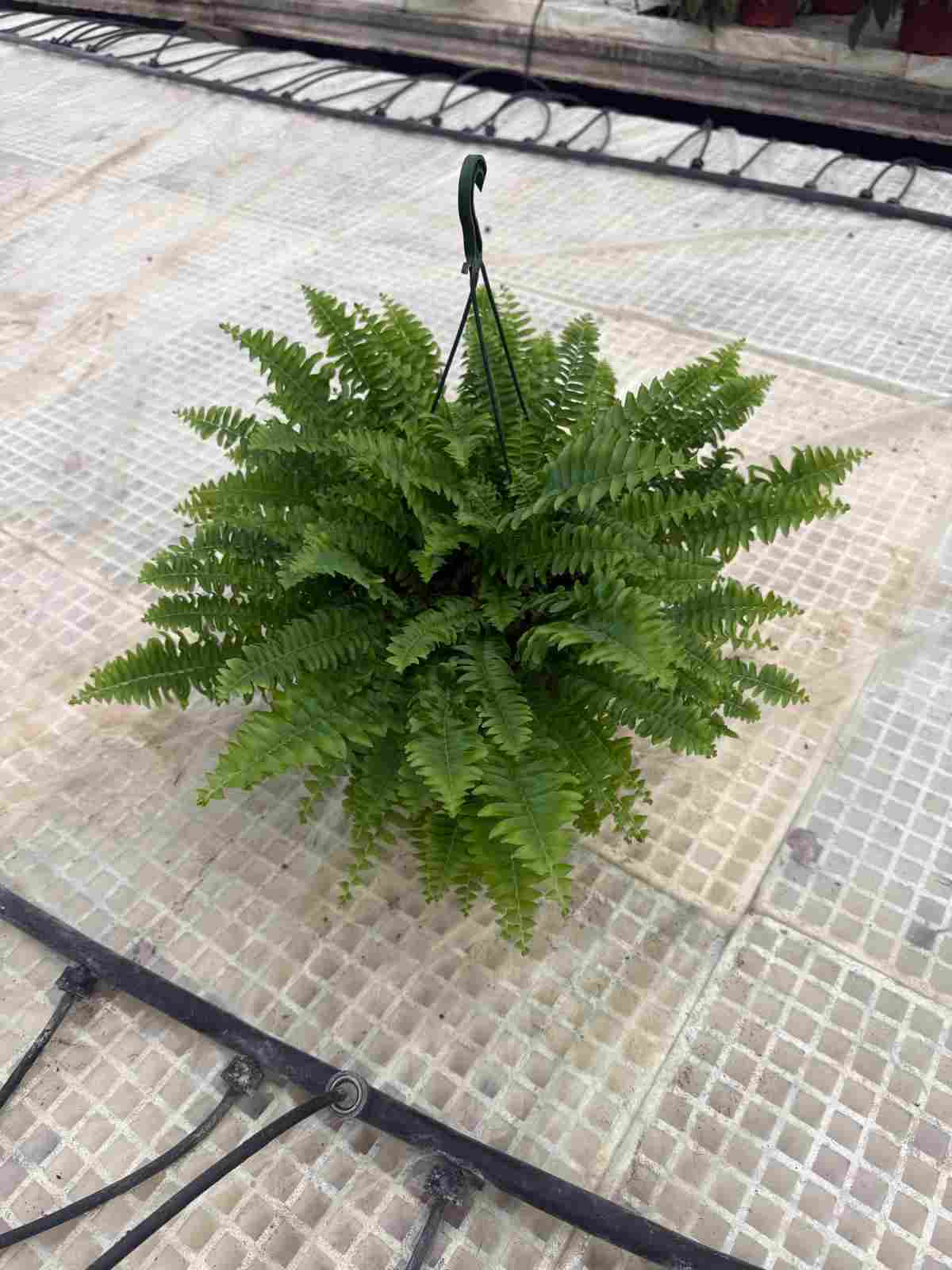 NEPHROLEPIS BOSTON C 15 - COLGANTE