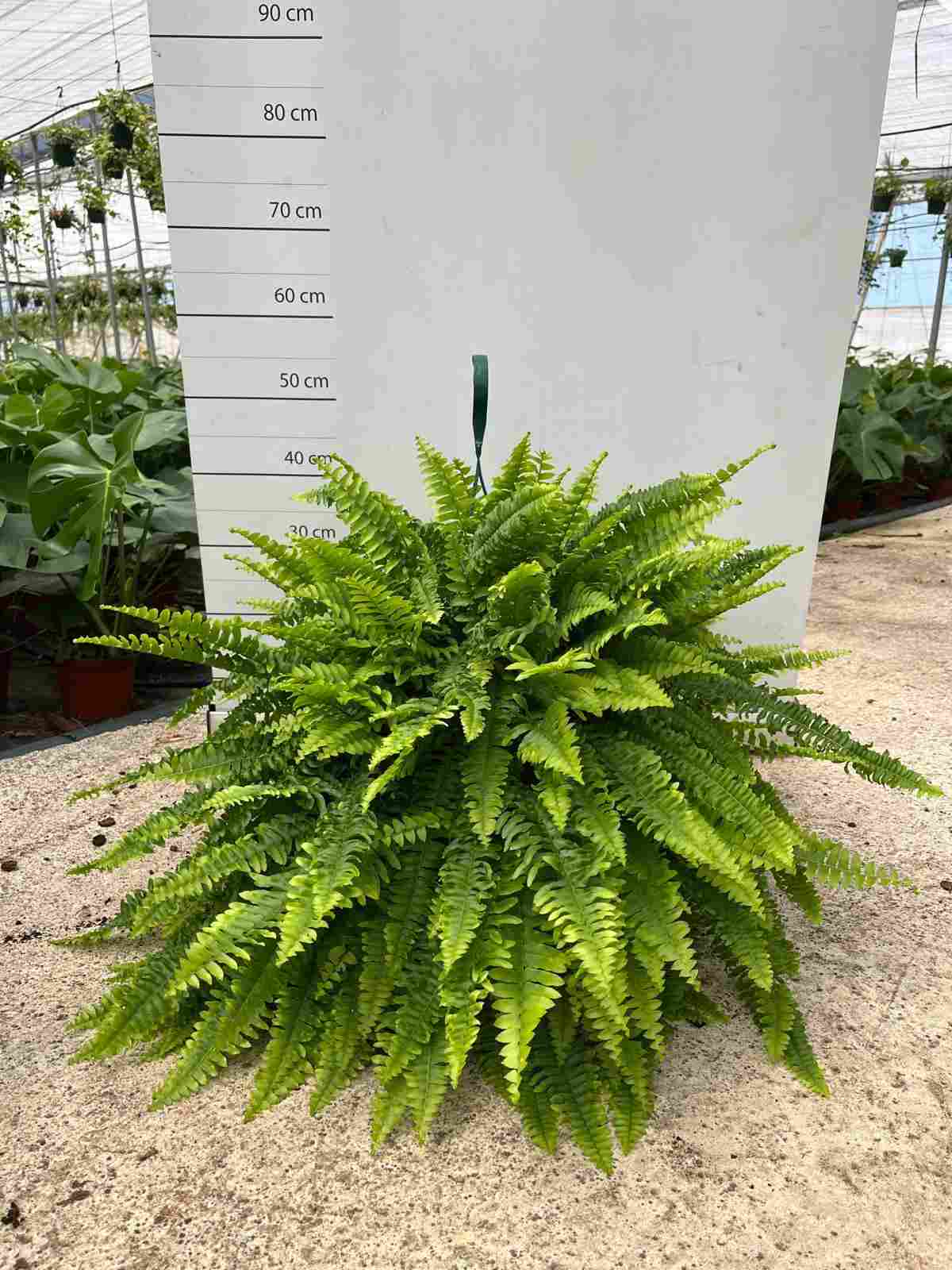 NEPHROLEPIS BOSTON C 25 COLGANTE