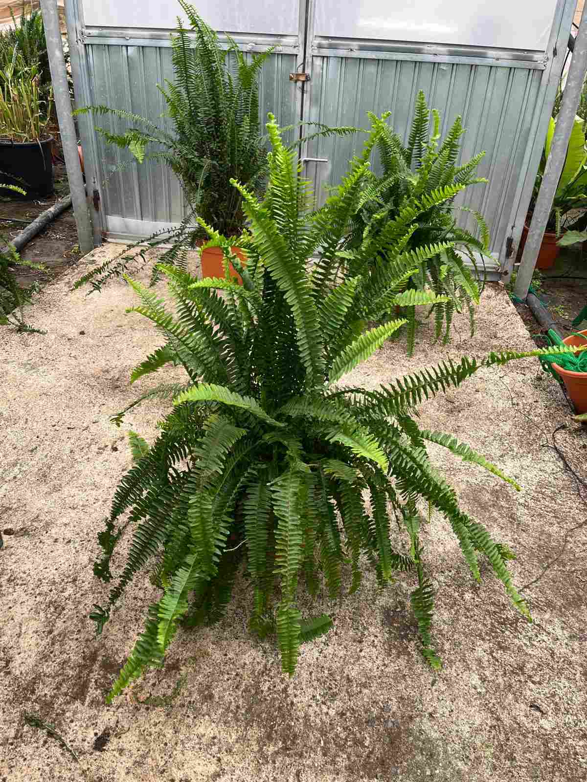 NEPHROLEPIS CORDATA C 30 ARBUSTIVO