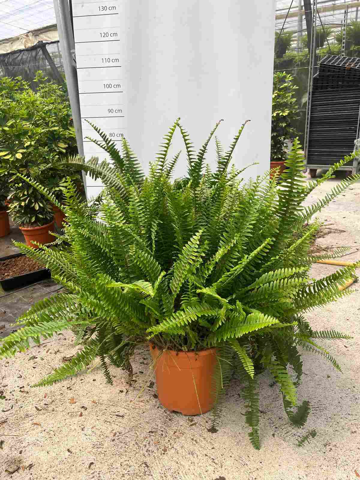 NEPHROLEPIS CORDATA C 35