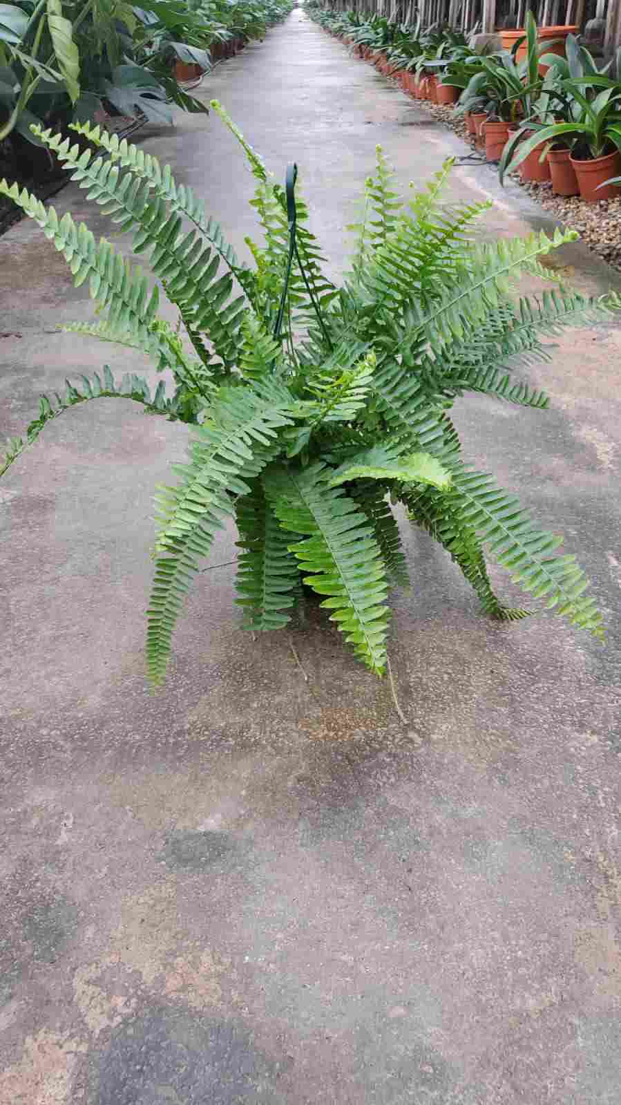 NEPHROLEPIS CORDATA C 15 - COLGANTE