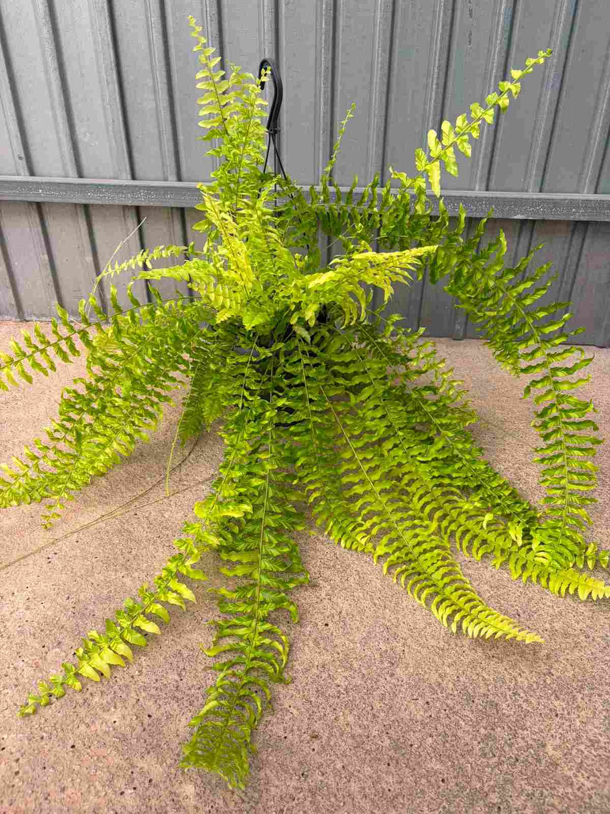 NEPHROLEPIS TIGER C 19