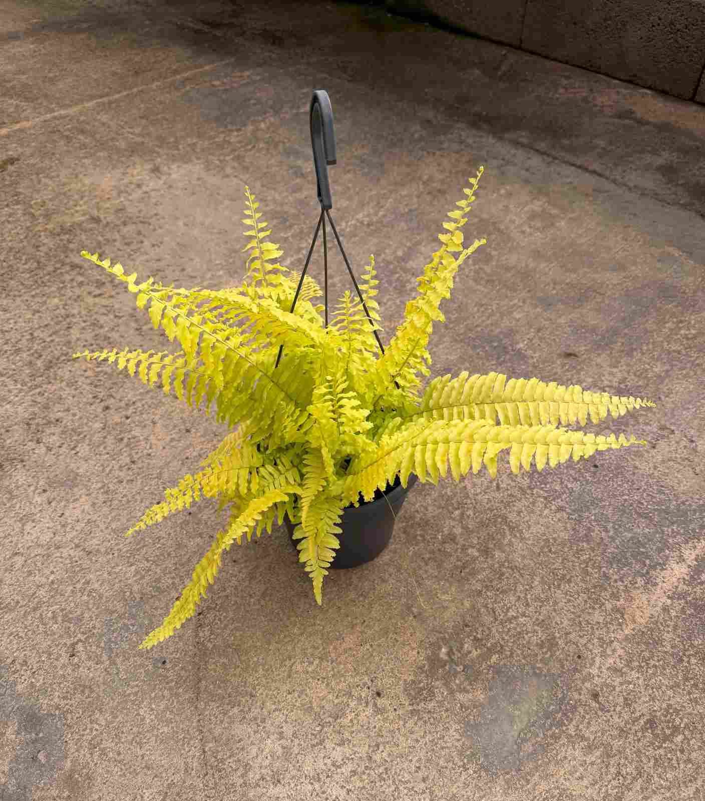 NEPHROLEPIS BLONDE C 19