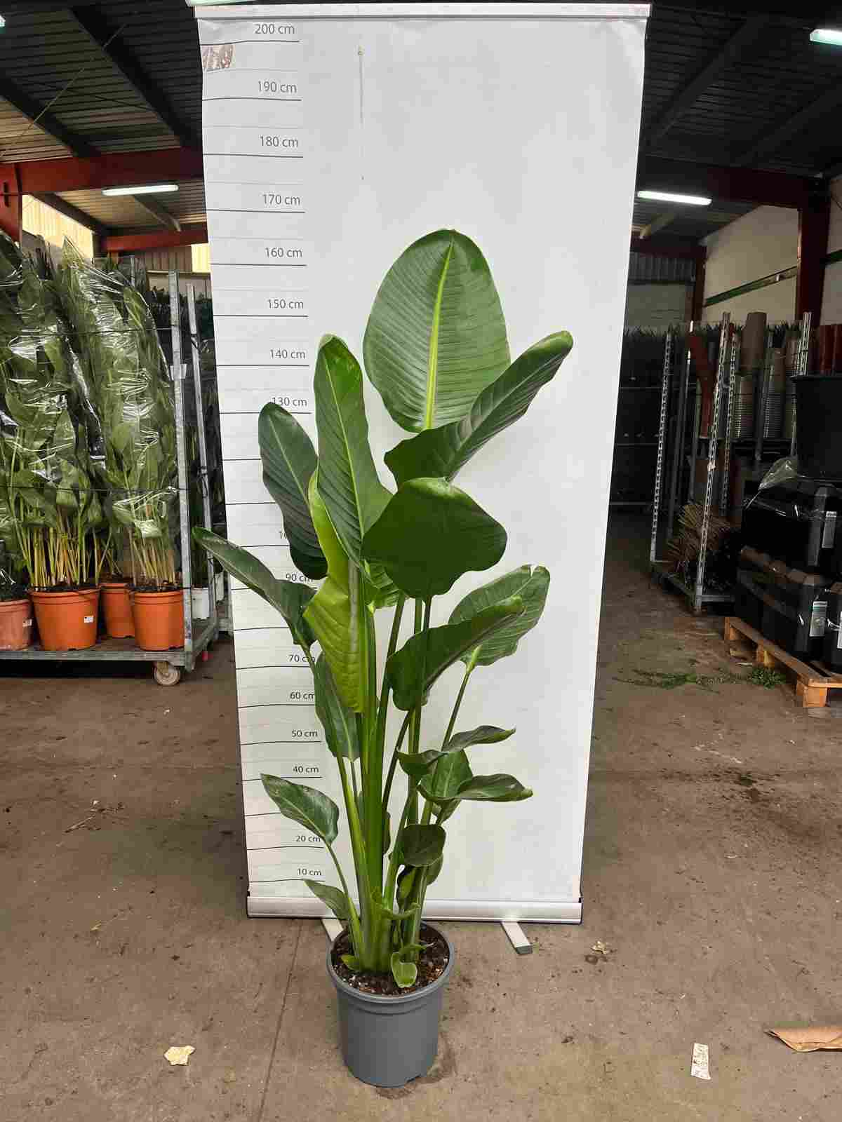 STRELITZIA AUGUSTA C 27 3 PLANTAS 1.50 - 1.60 M