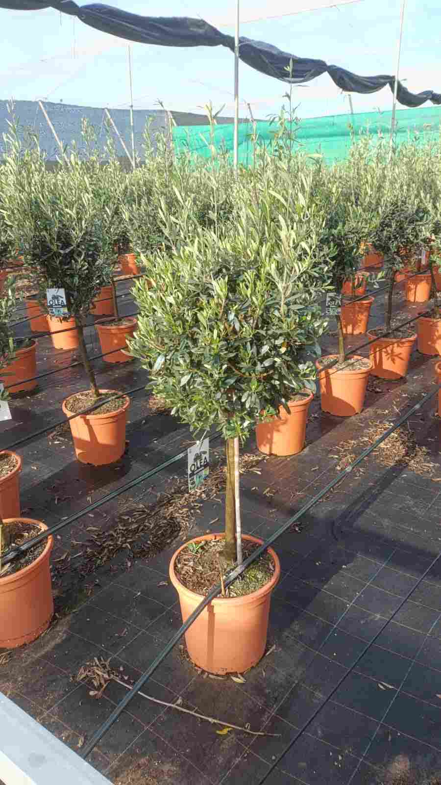 OLIVO COPA C 33 1.40 M