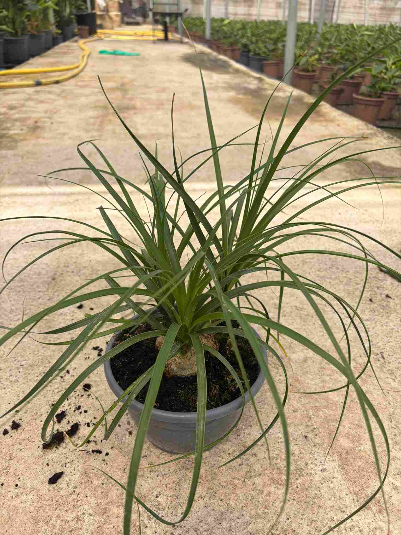 NOLINA RECURVATA C 20 3P