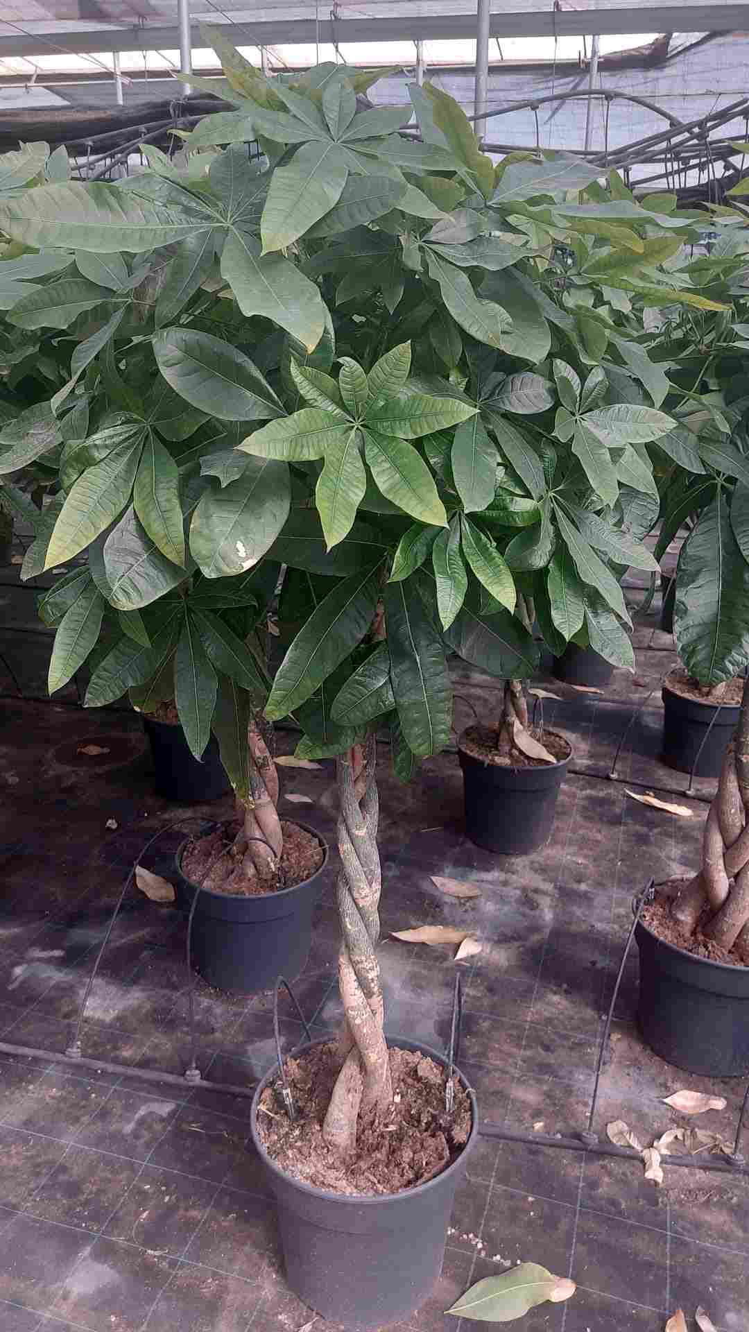 PACHIRA C 34 PREMIUN 1.60 M