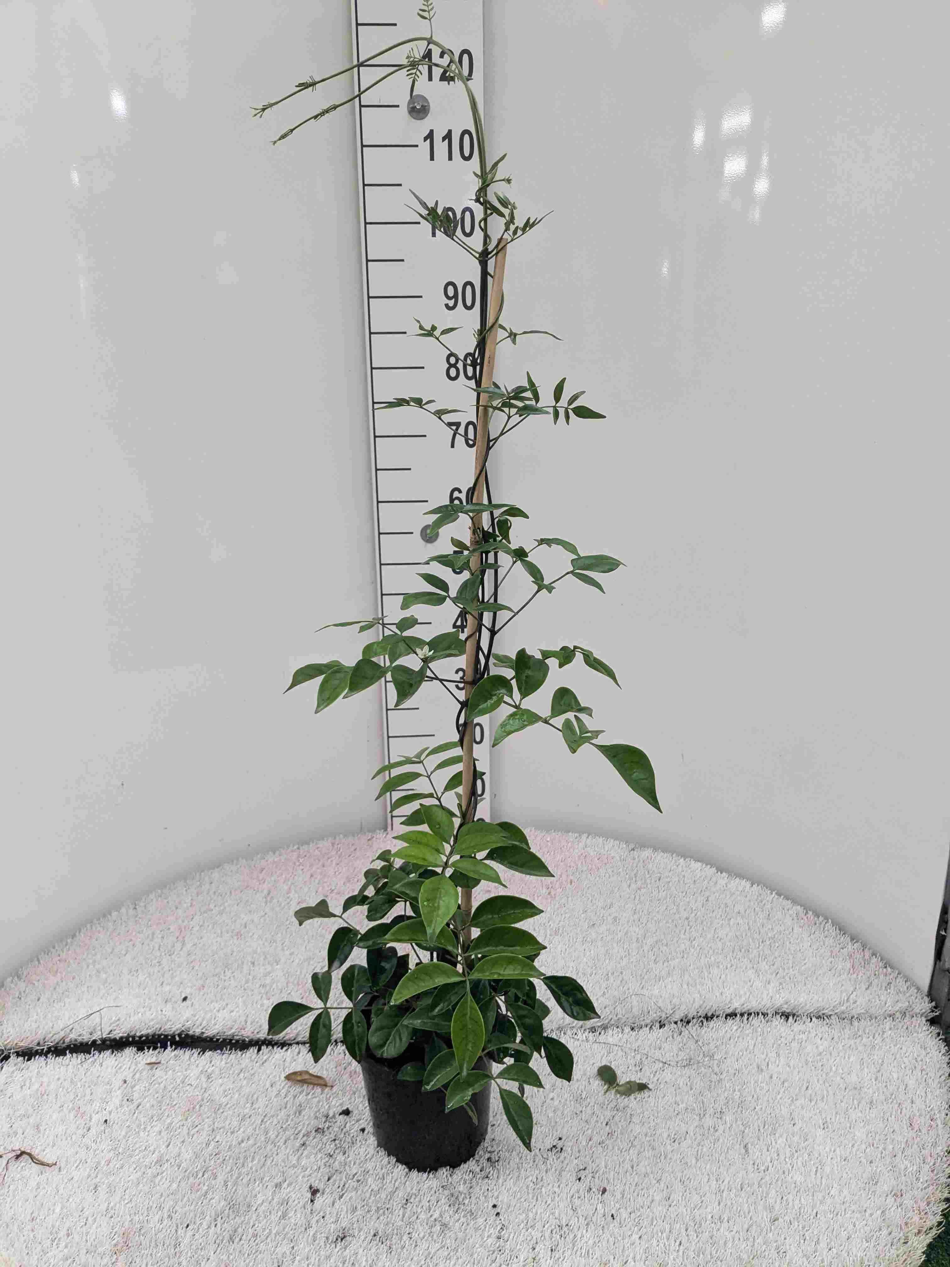 PANDOREA JASMINOIDE C 17 CAÑA