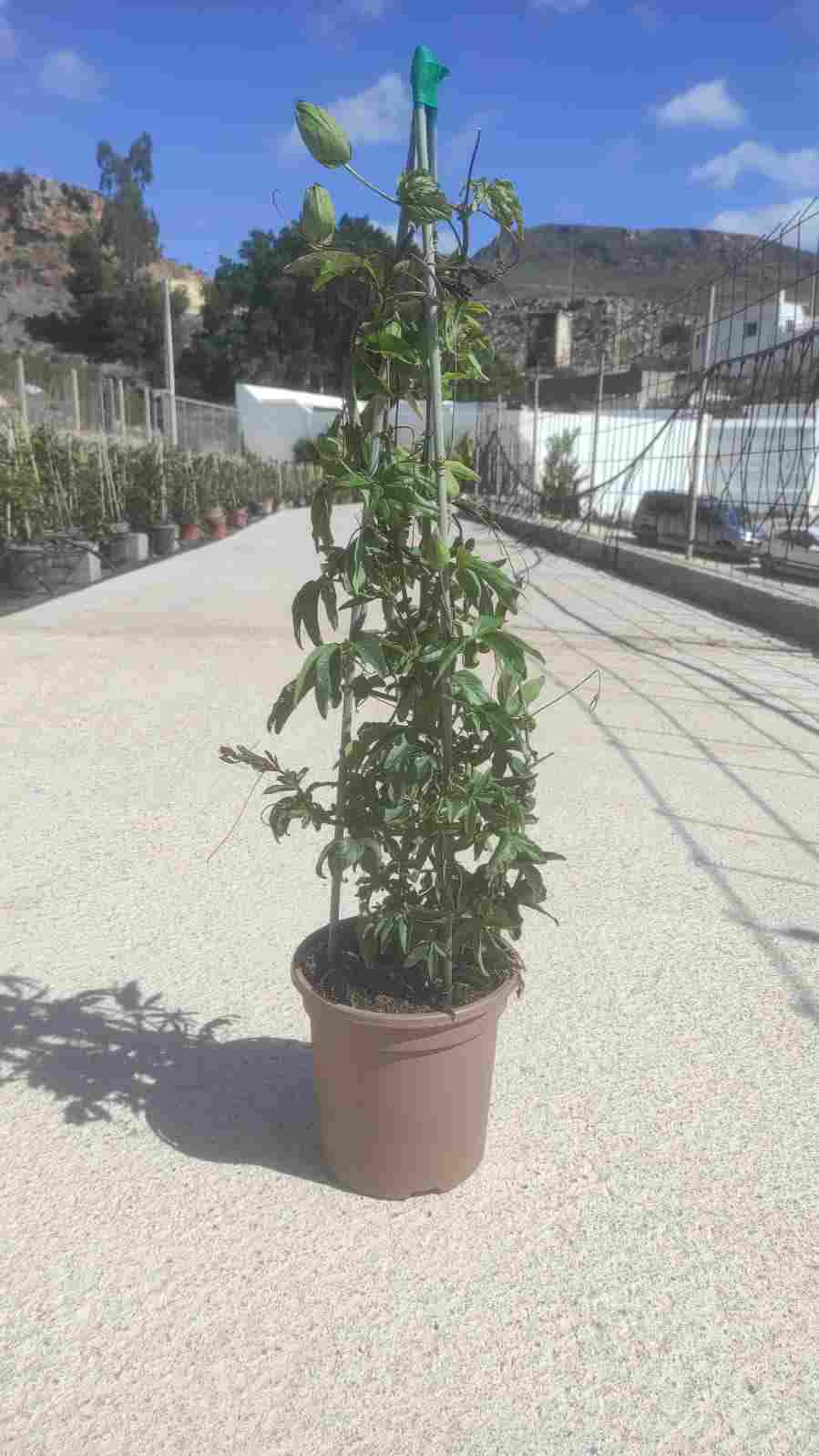 PASSIFLORA C 17 PIRAMIDE 60 CM