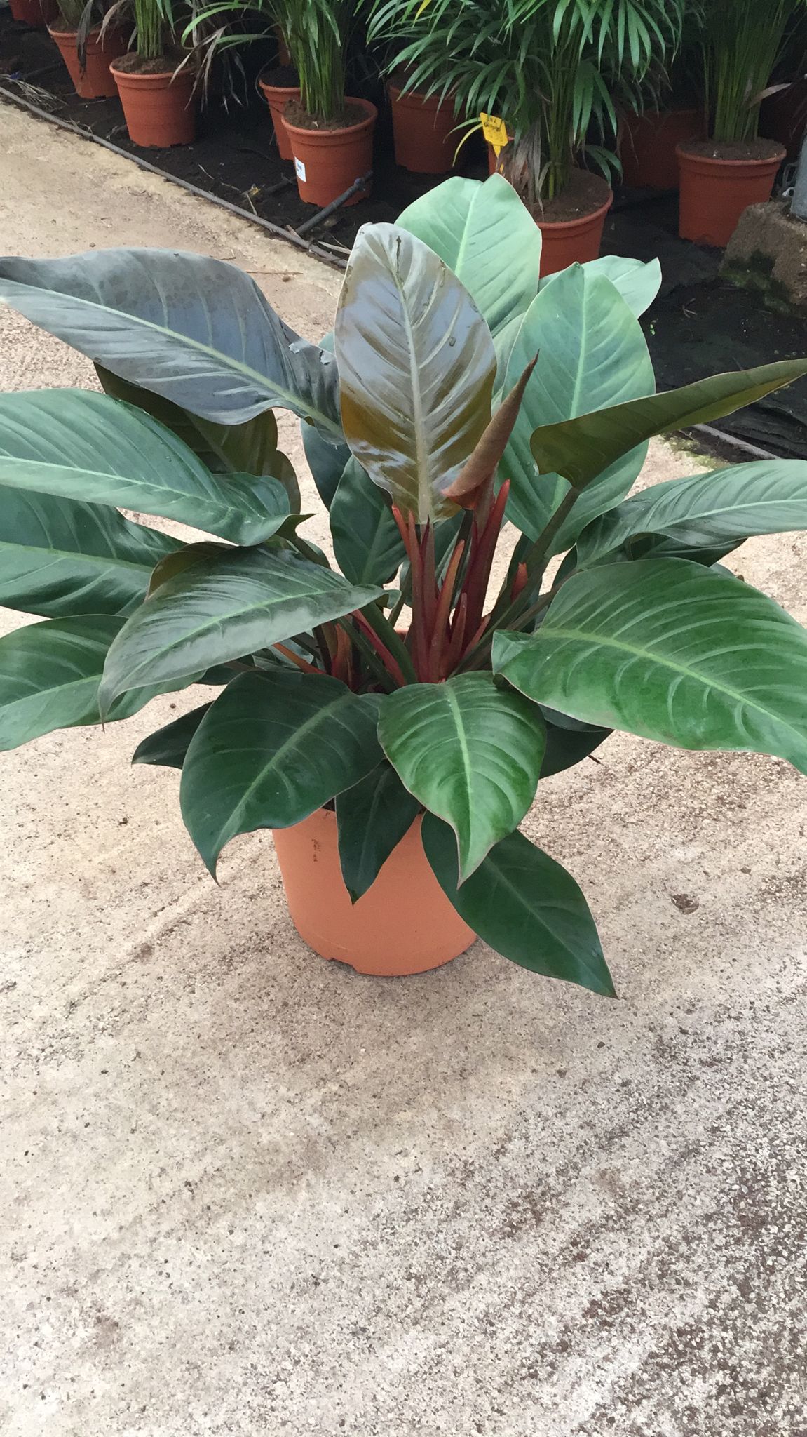 PHILODENDRON IMPERIAL RED C 30