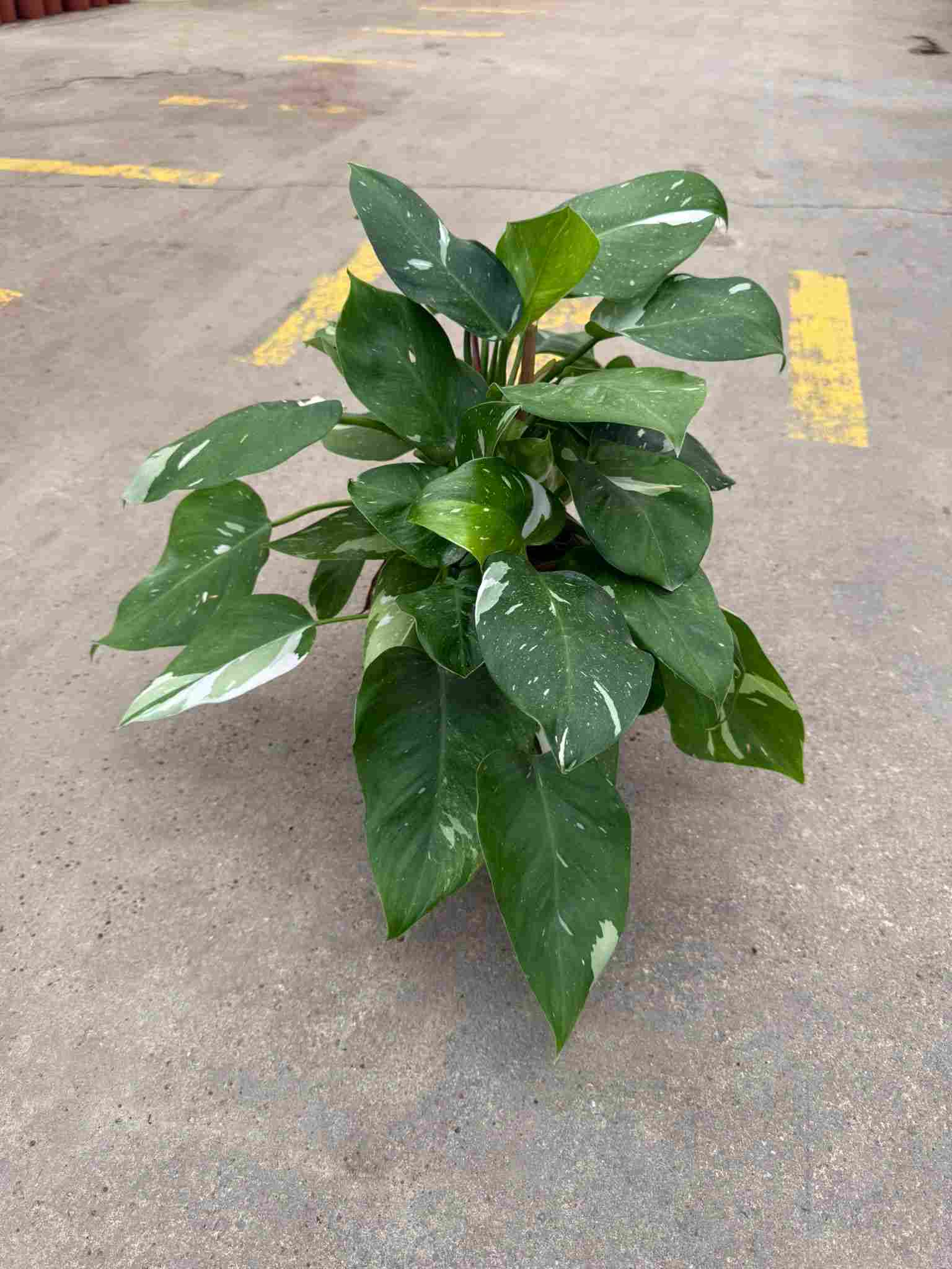 PHILODENDRON WHITE PRINCESS C 17