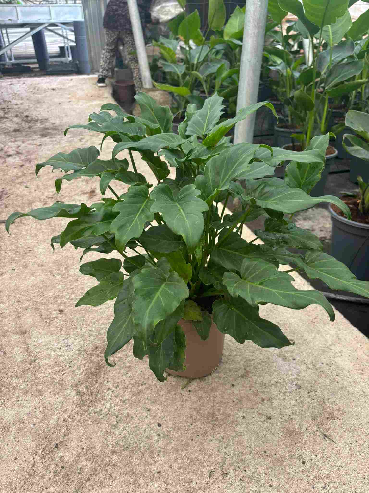 PHILODENDRO XANADU 20