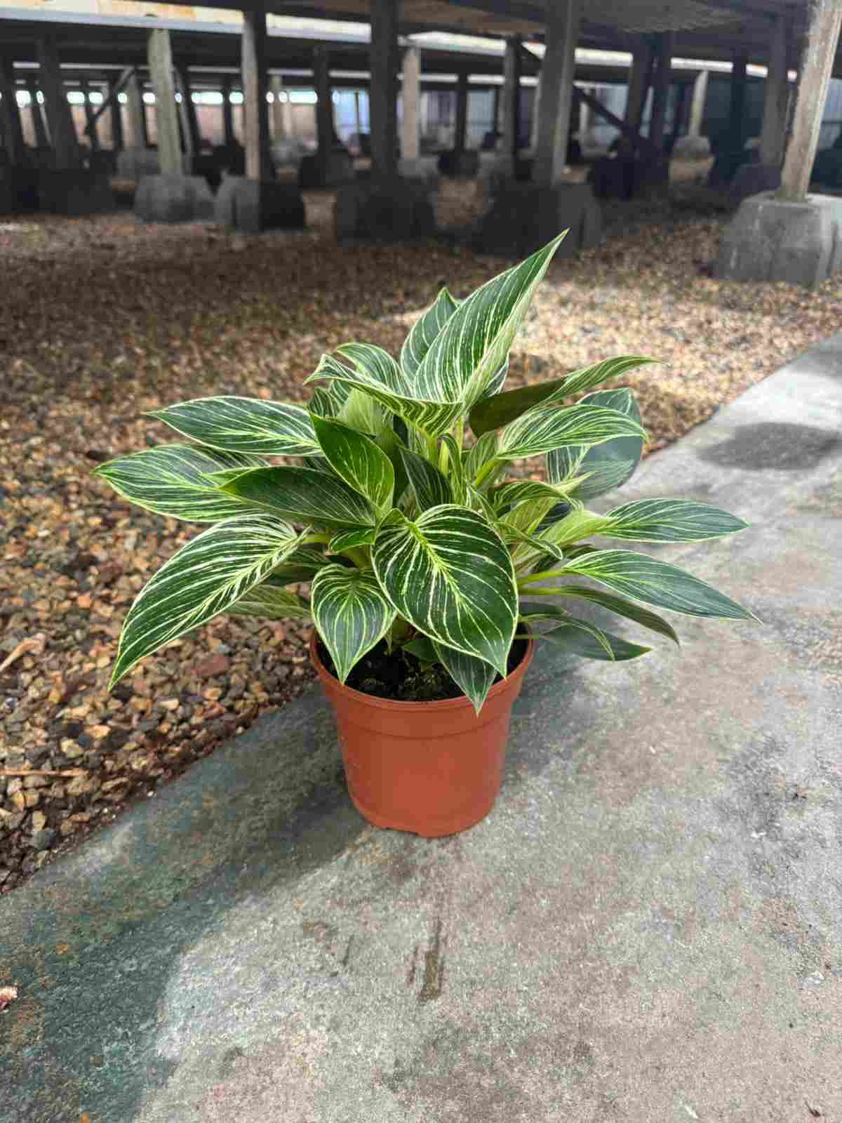 PHILODENDRON BIRKIN C 15