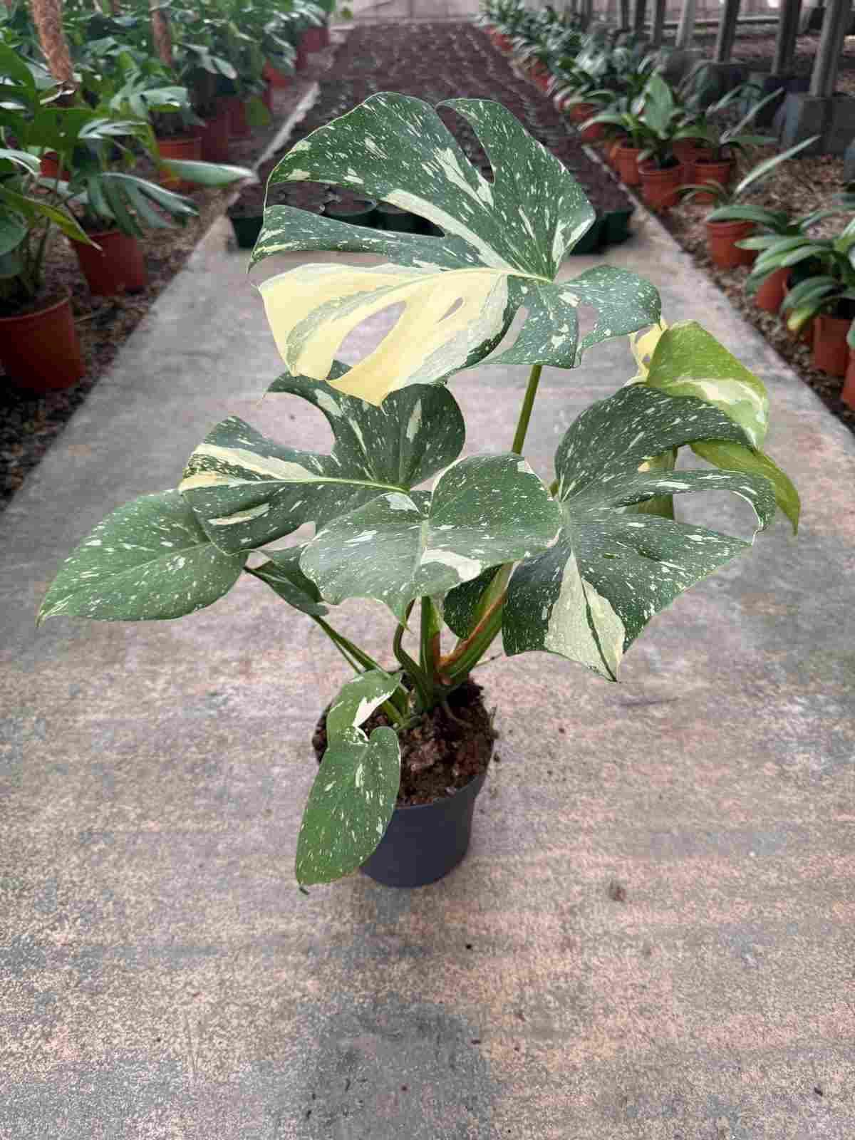 MONSTERA VARIEGATA C 17