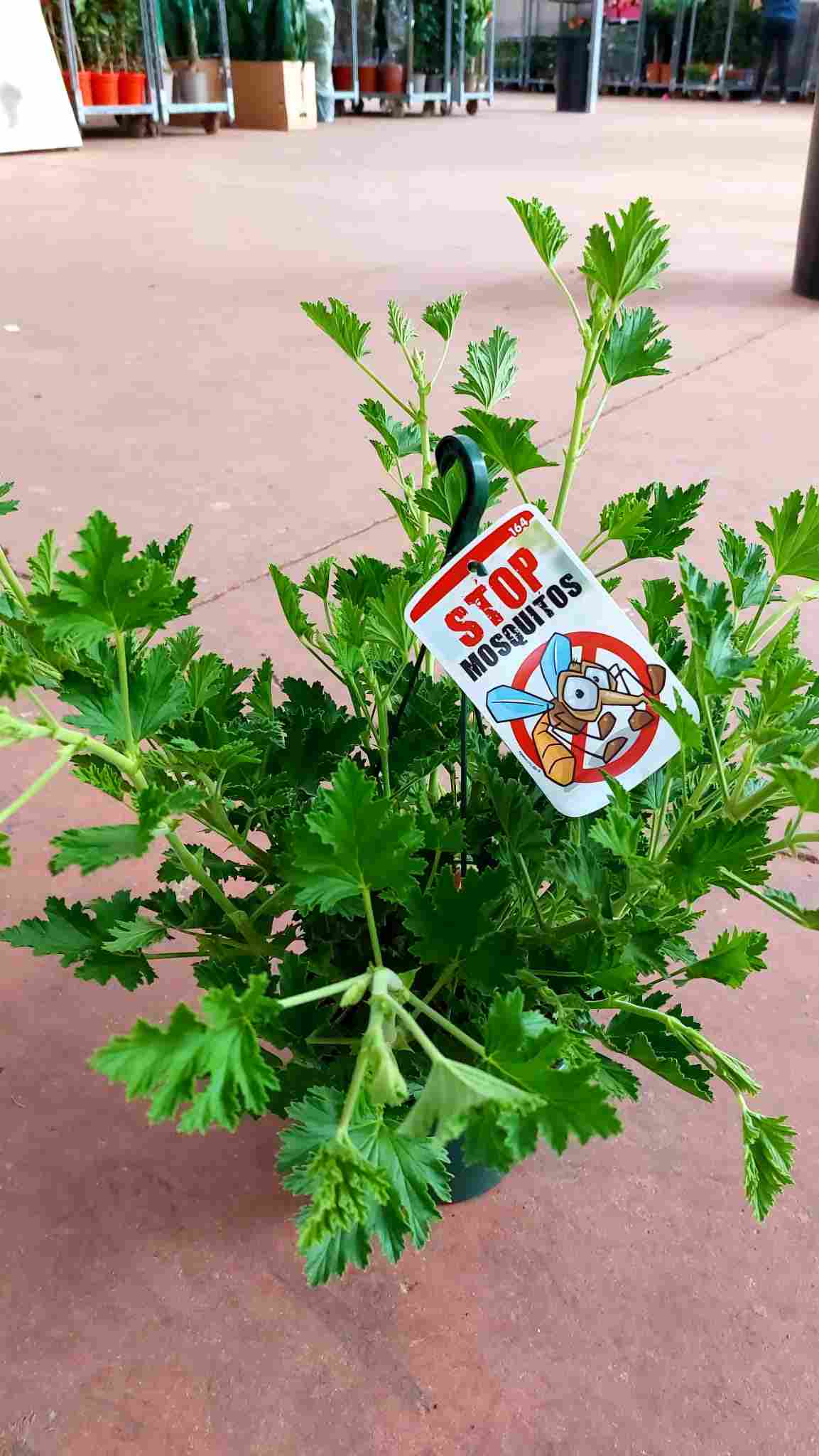 PELARGONIUM ANTIMOSQUITO C 15 - COLGANTE