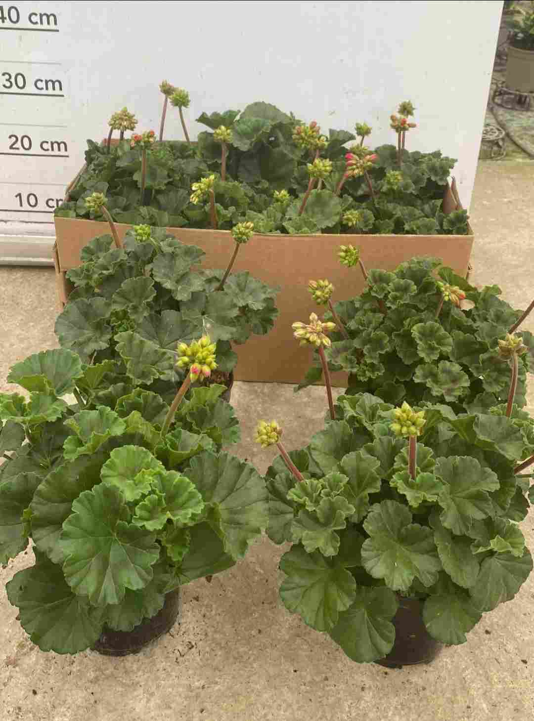 PELARGONIUM PELTATUM C 14 "GITANILLAS" (SOPAFIX)