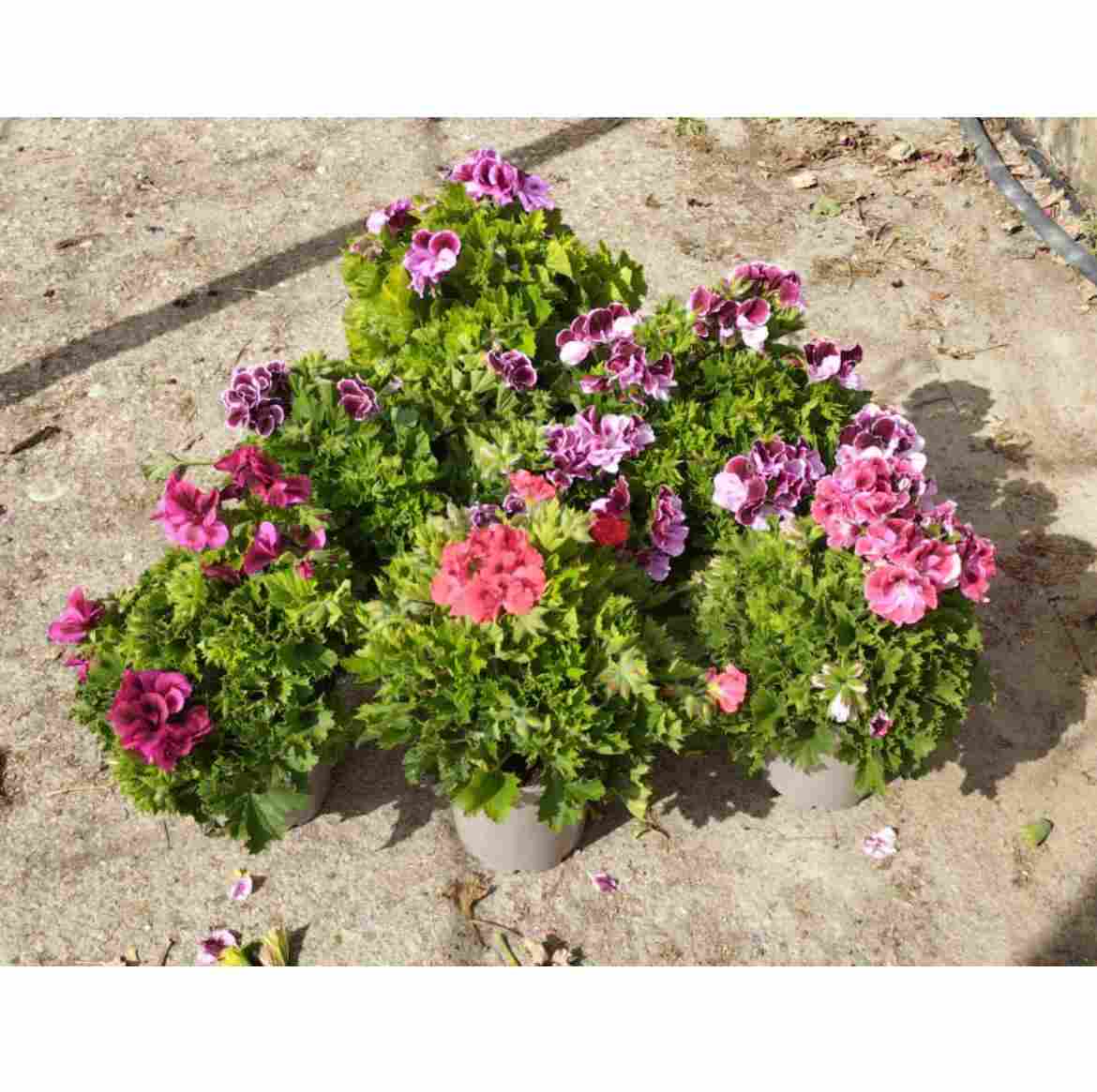 PELARGONIUM GRANDIFLORA C 17