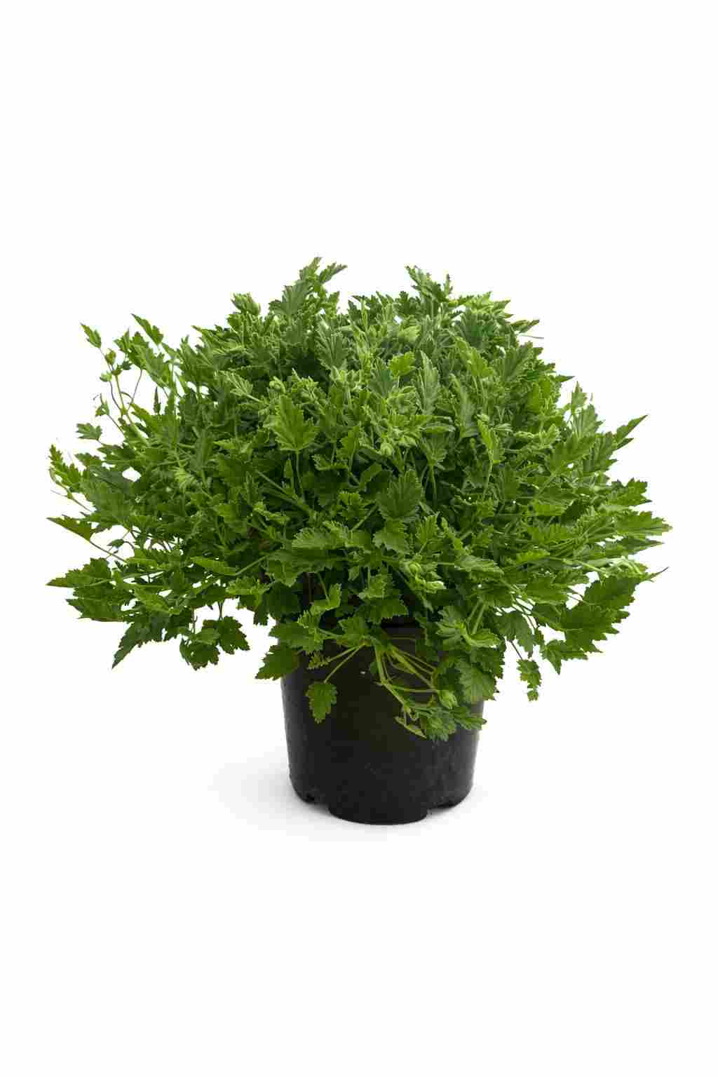 PELARGONIUM CITRODORUM C 17