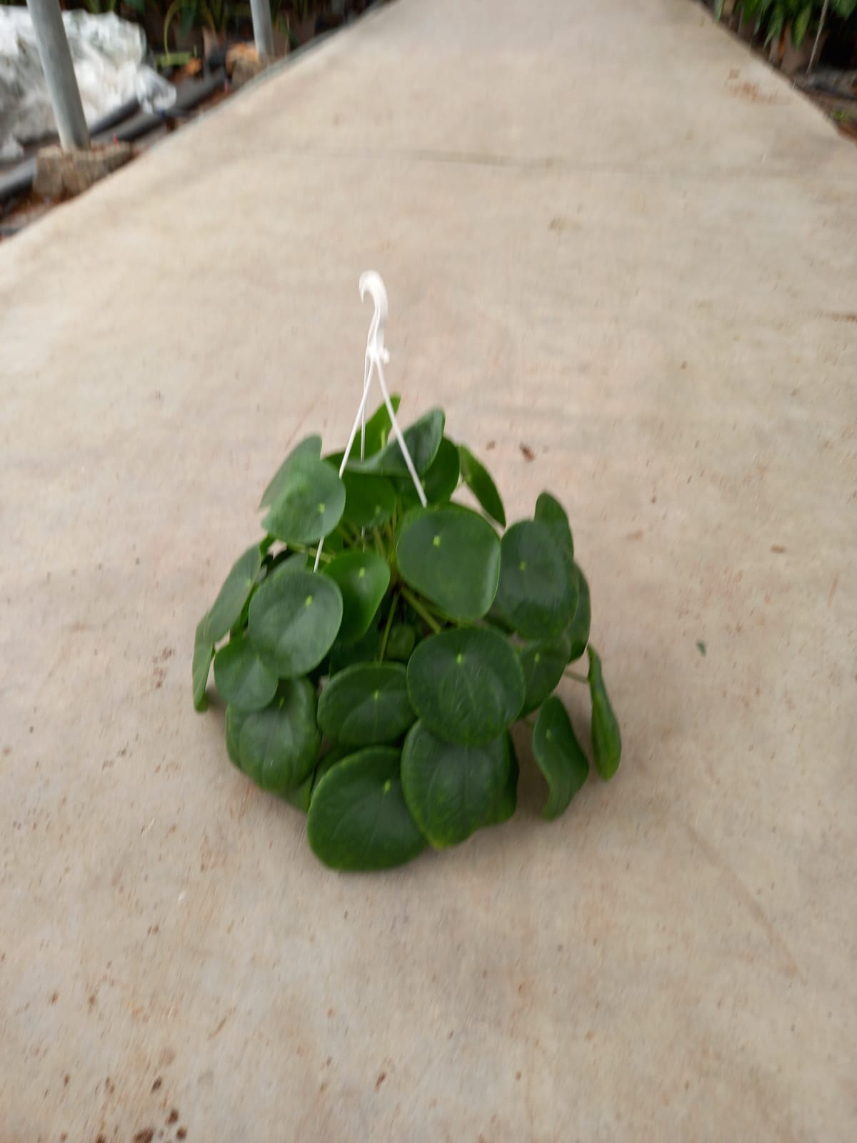 PILEA PEPEROMIOIDES C 15