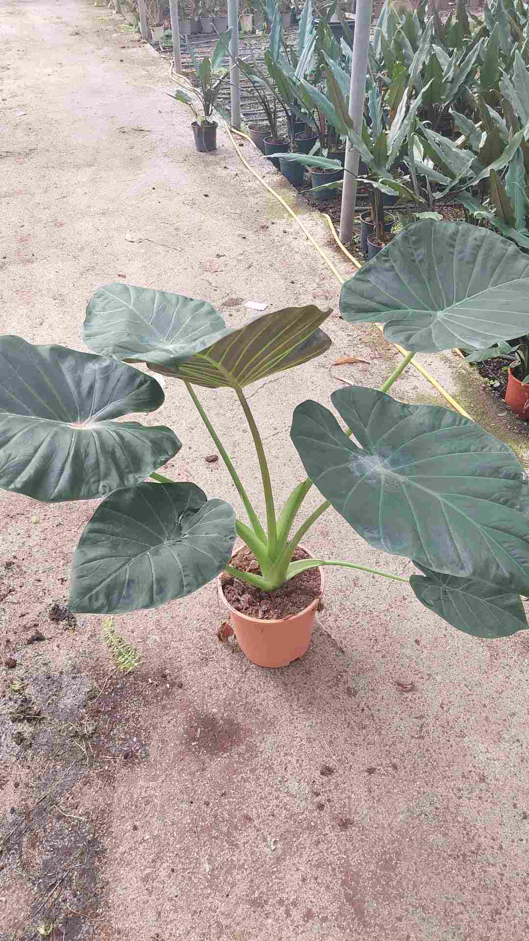 ALOCASIA GAGEANA C 22