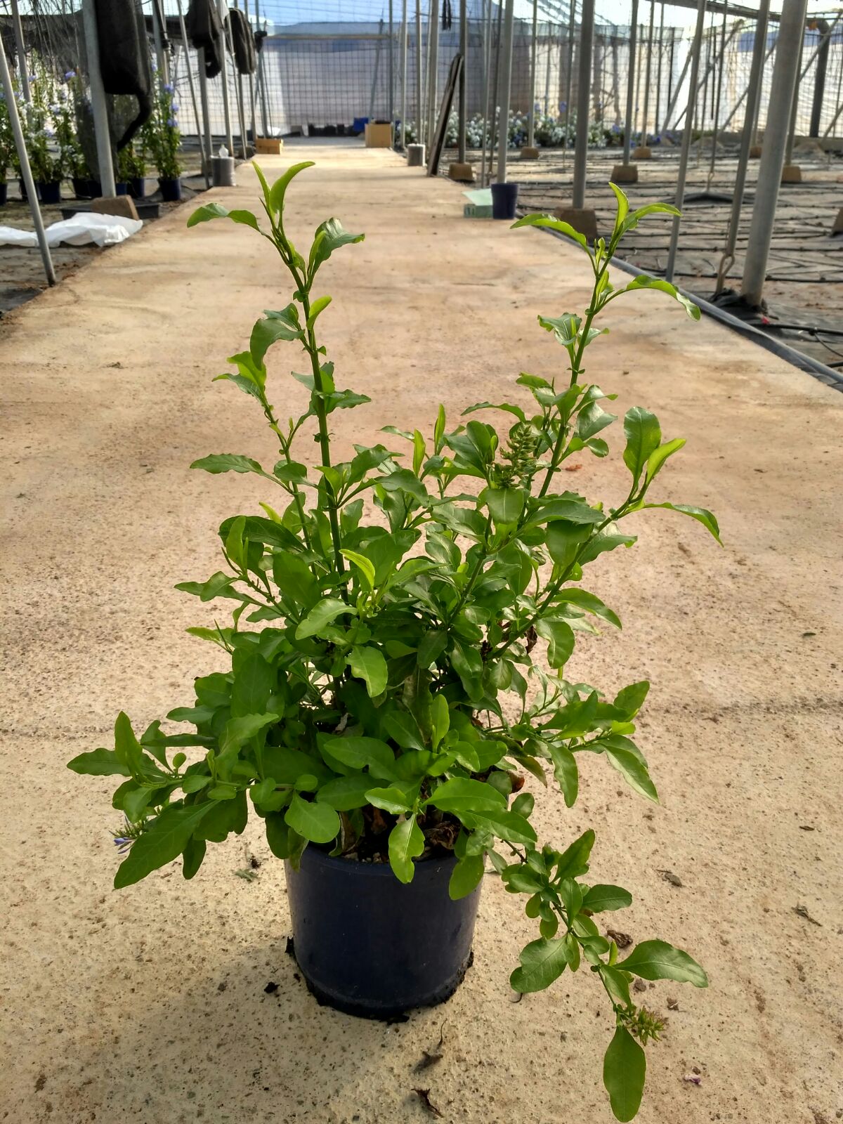 PLUMBAGO C 17 ARBUSTIVO