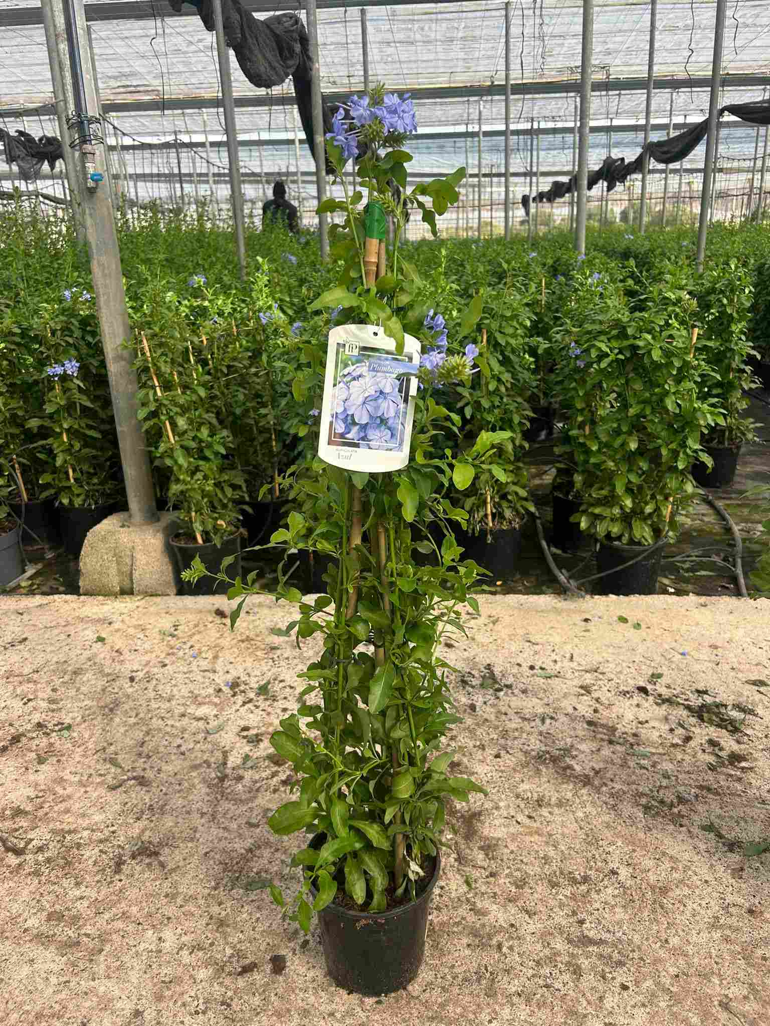 PLUMBAGO PIRAMIDE C 17 90 CM