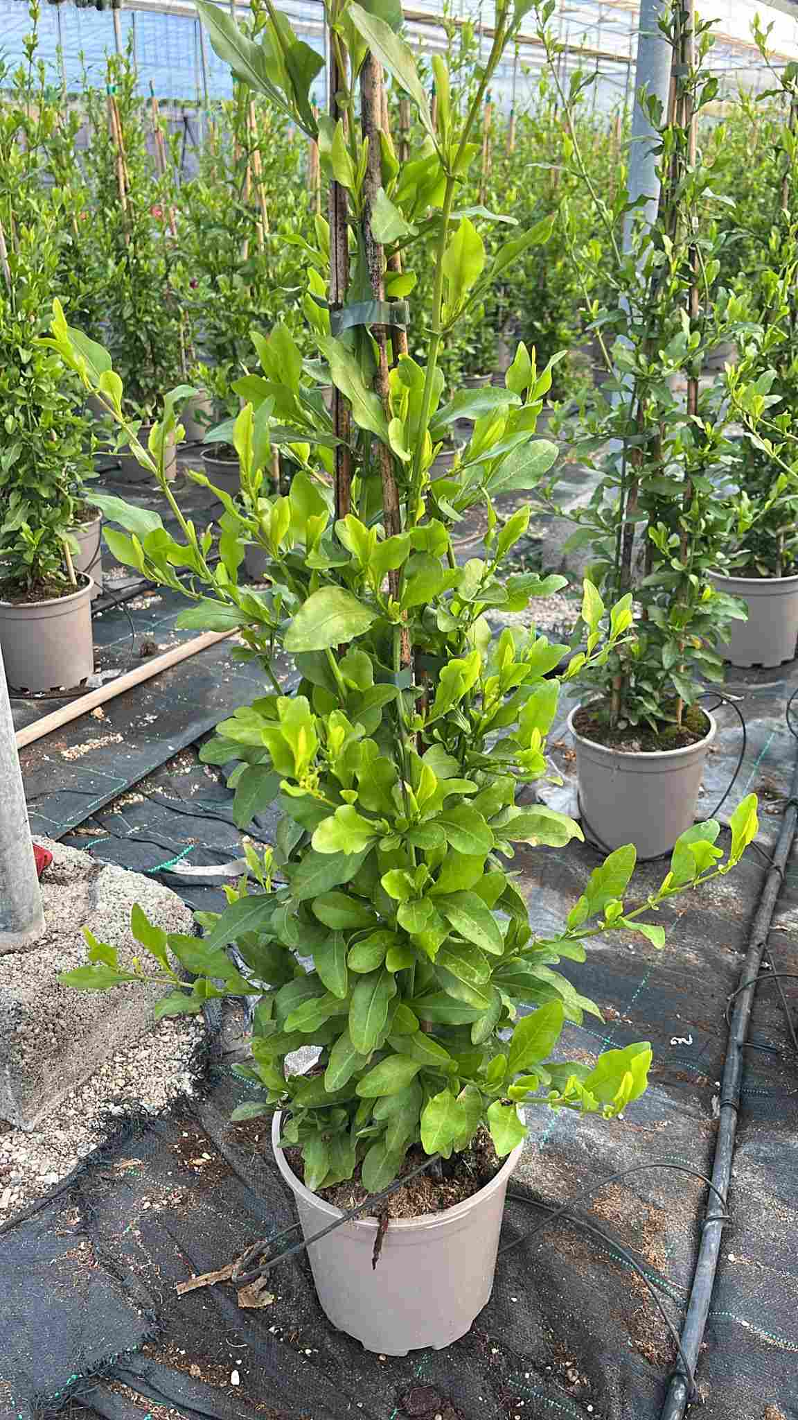 PLUMBAGO PIRAMIDE C 20 1.05 M