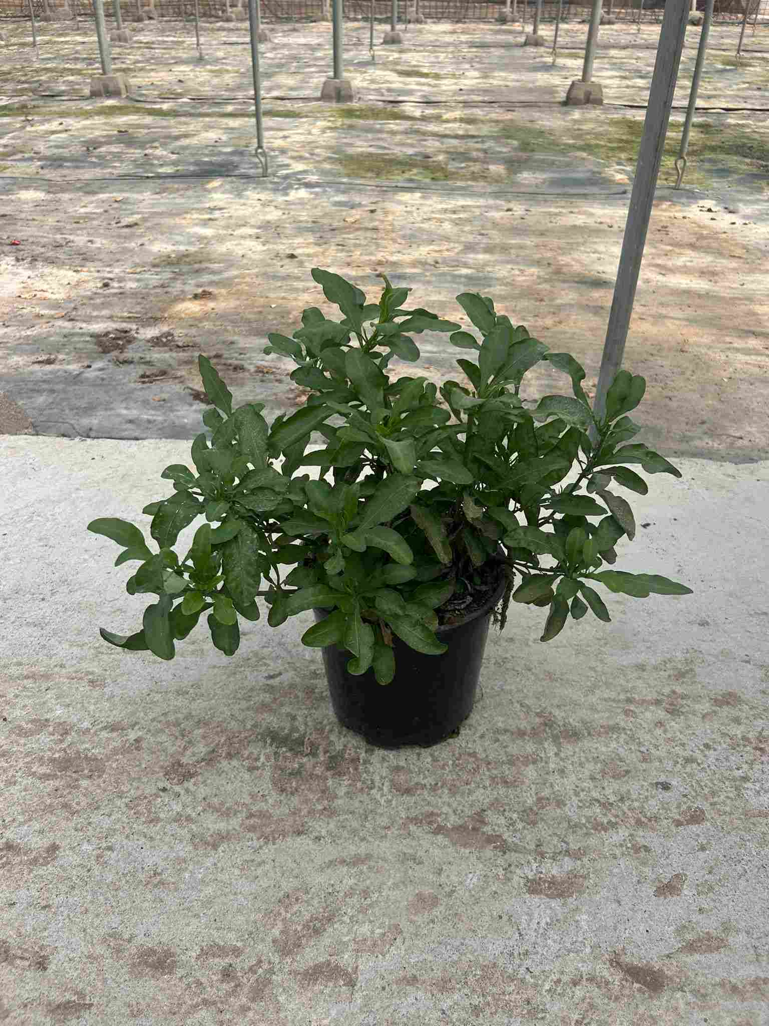 PLUMBAGO C 20 ARBUSTIVO