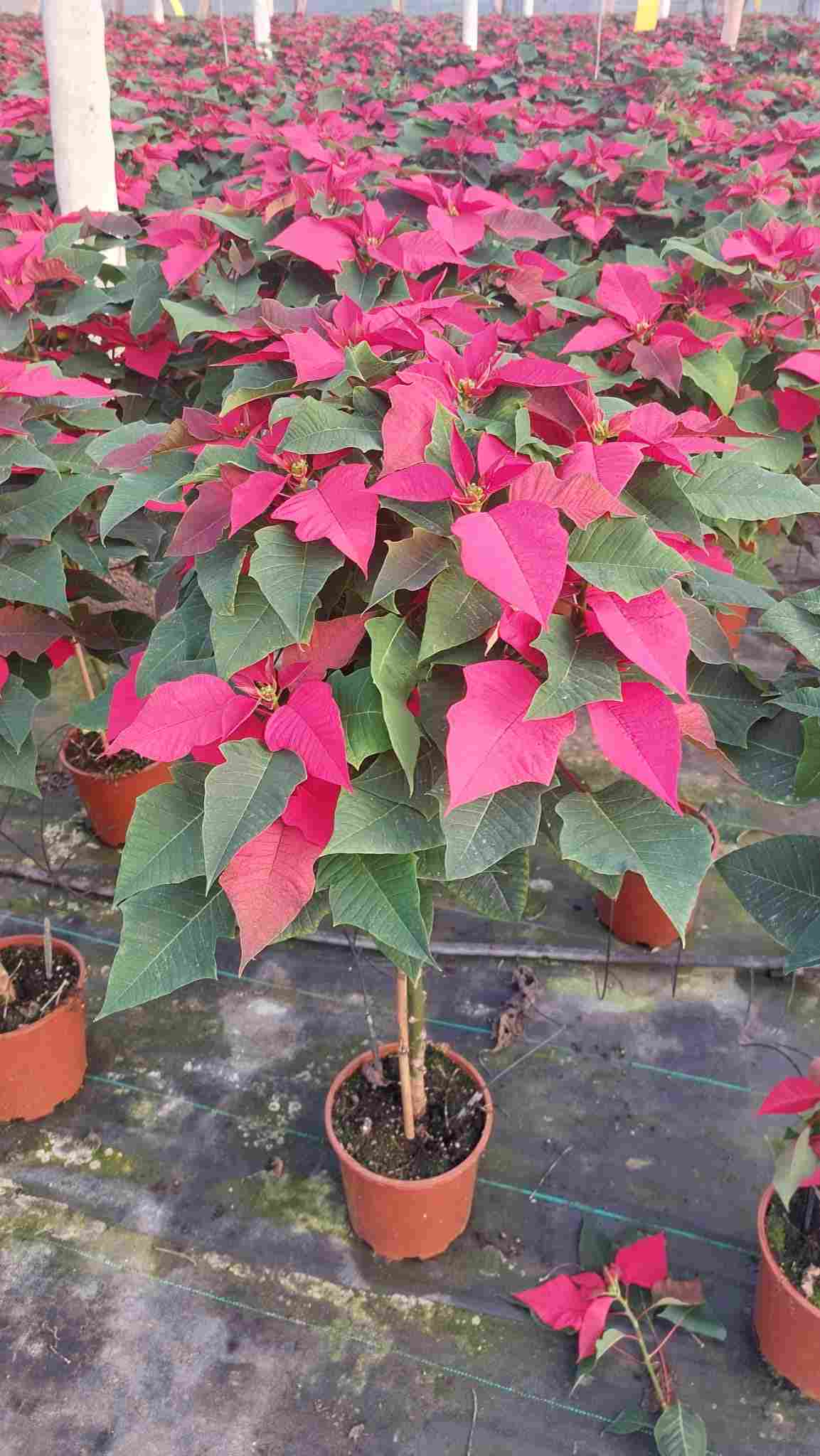 POINSETTIA COPA C 20