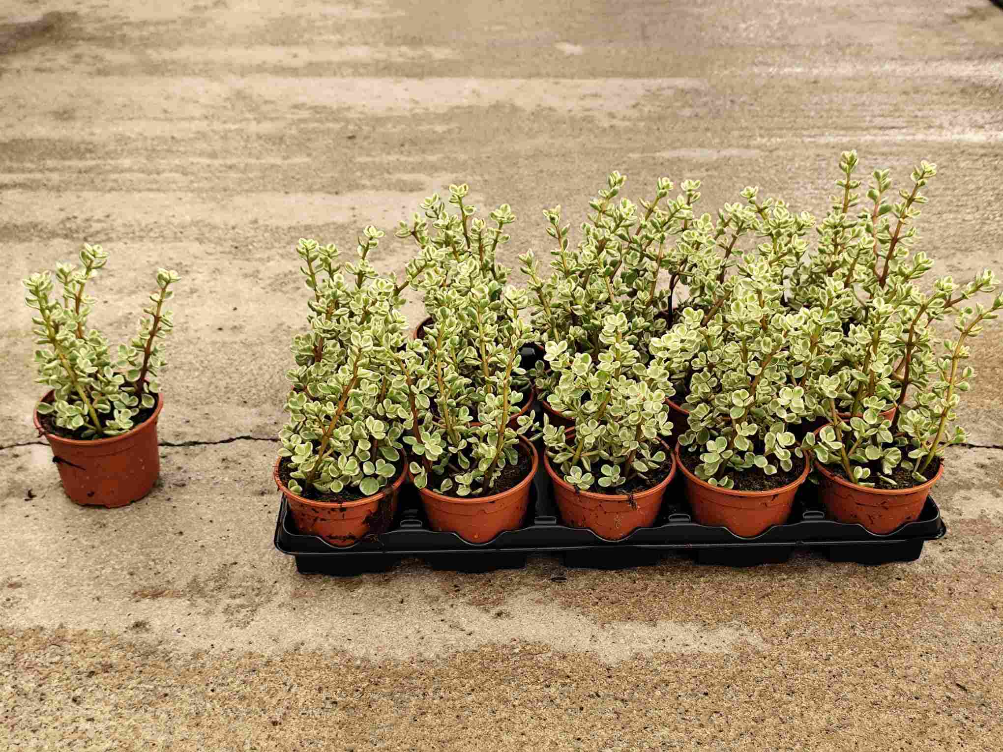 PORTULACARIA  C 10.5