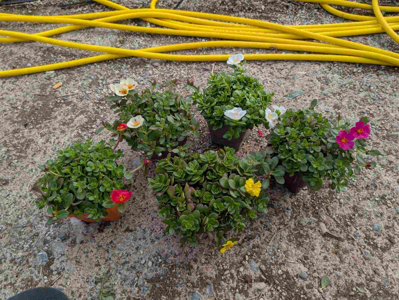 PORTULACA C 10.5