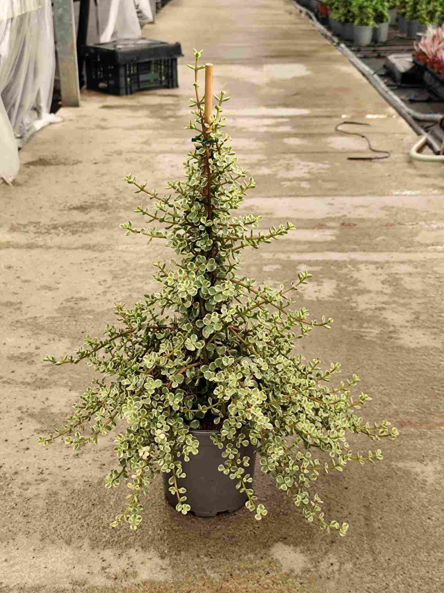 PORTULACARIA PIRAMIDE C 20 60 CM