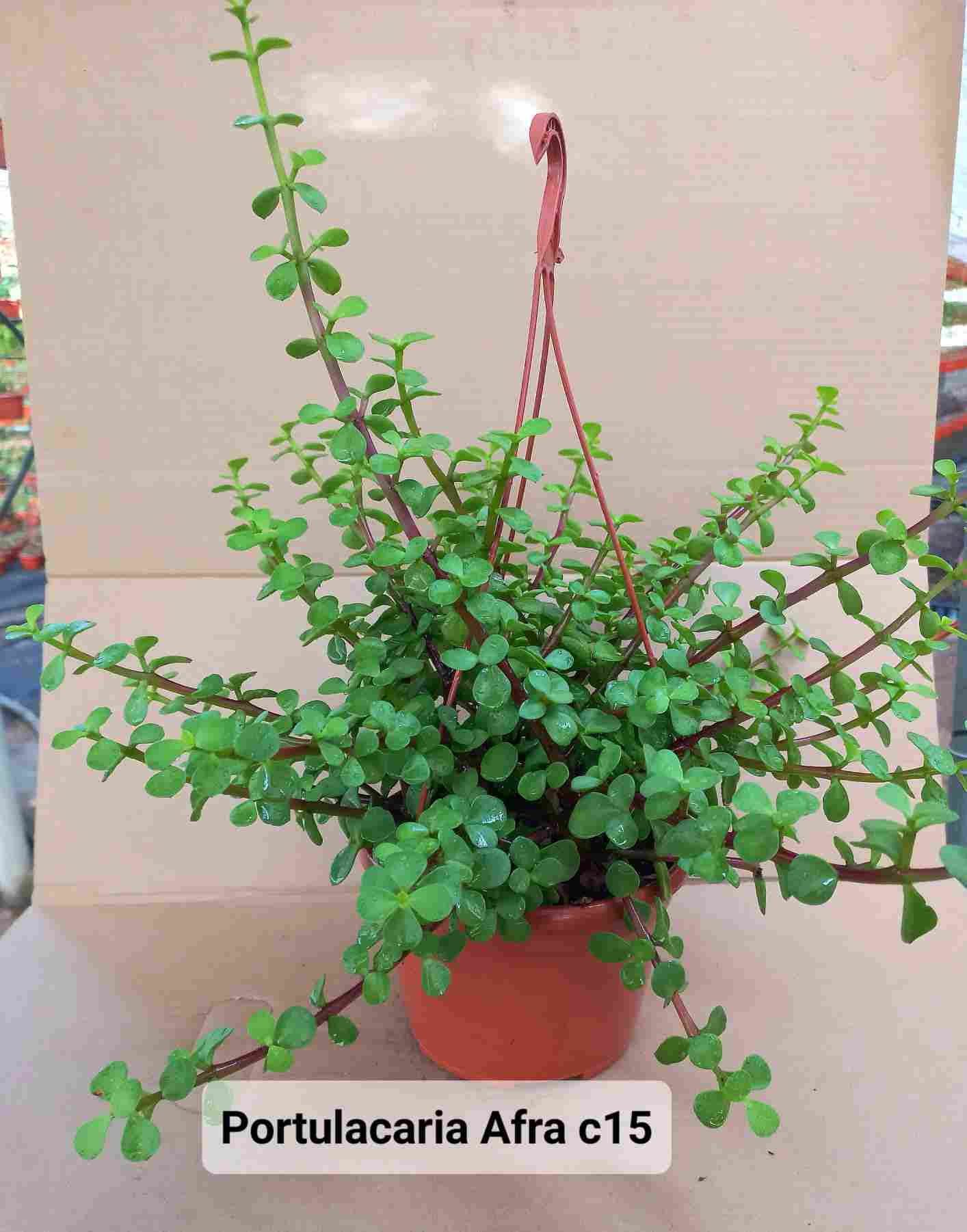 PORTULACARIA C 15