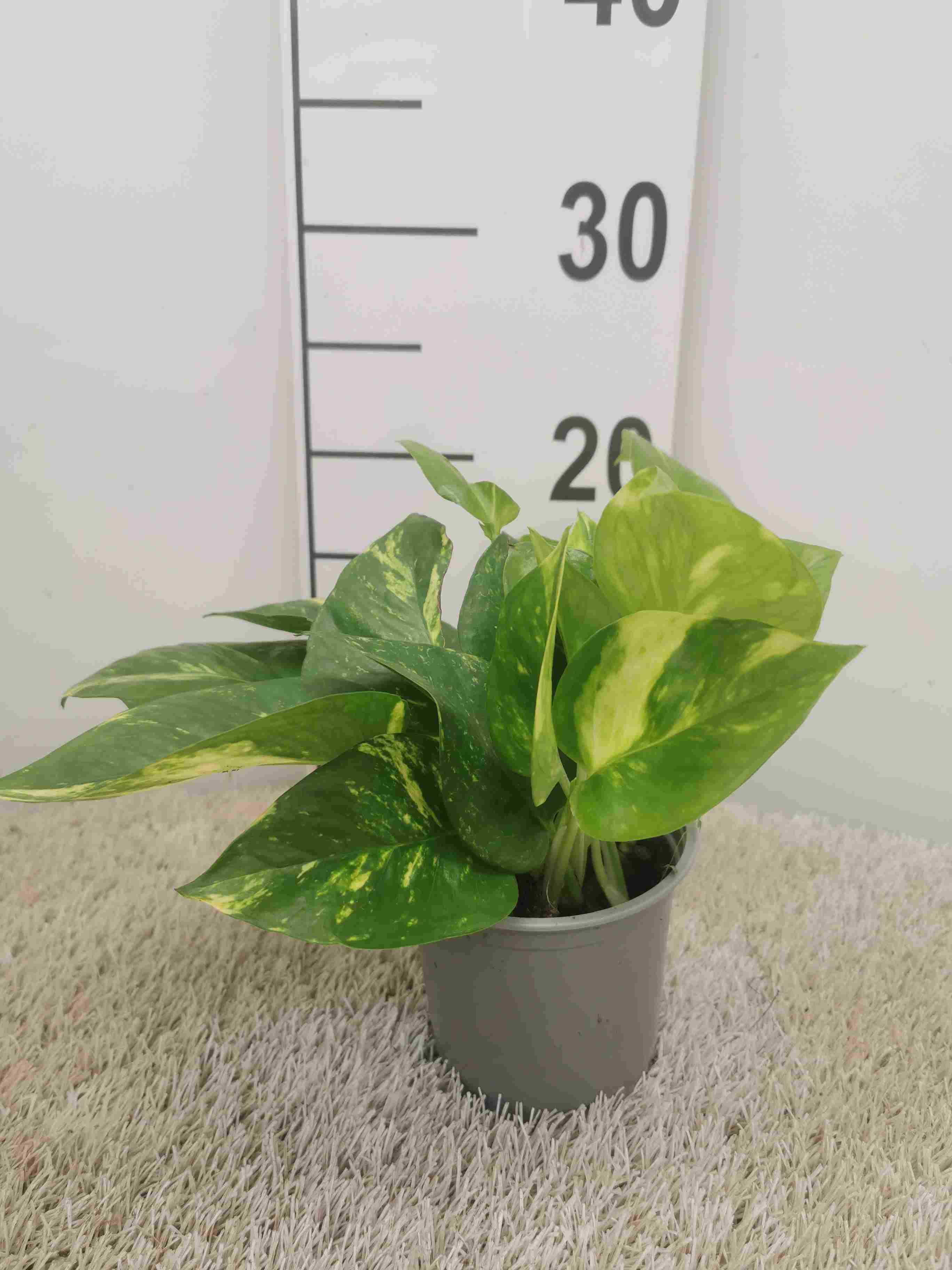 POTHOS C 10.5