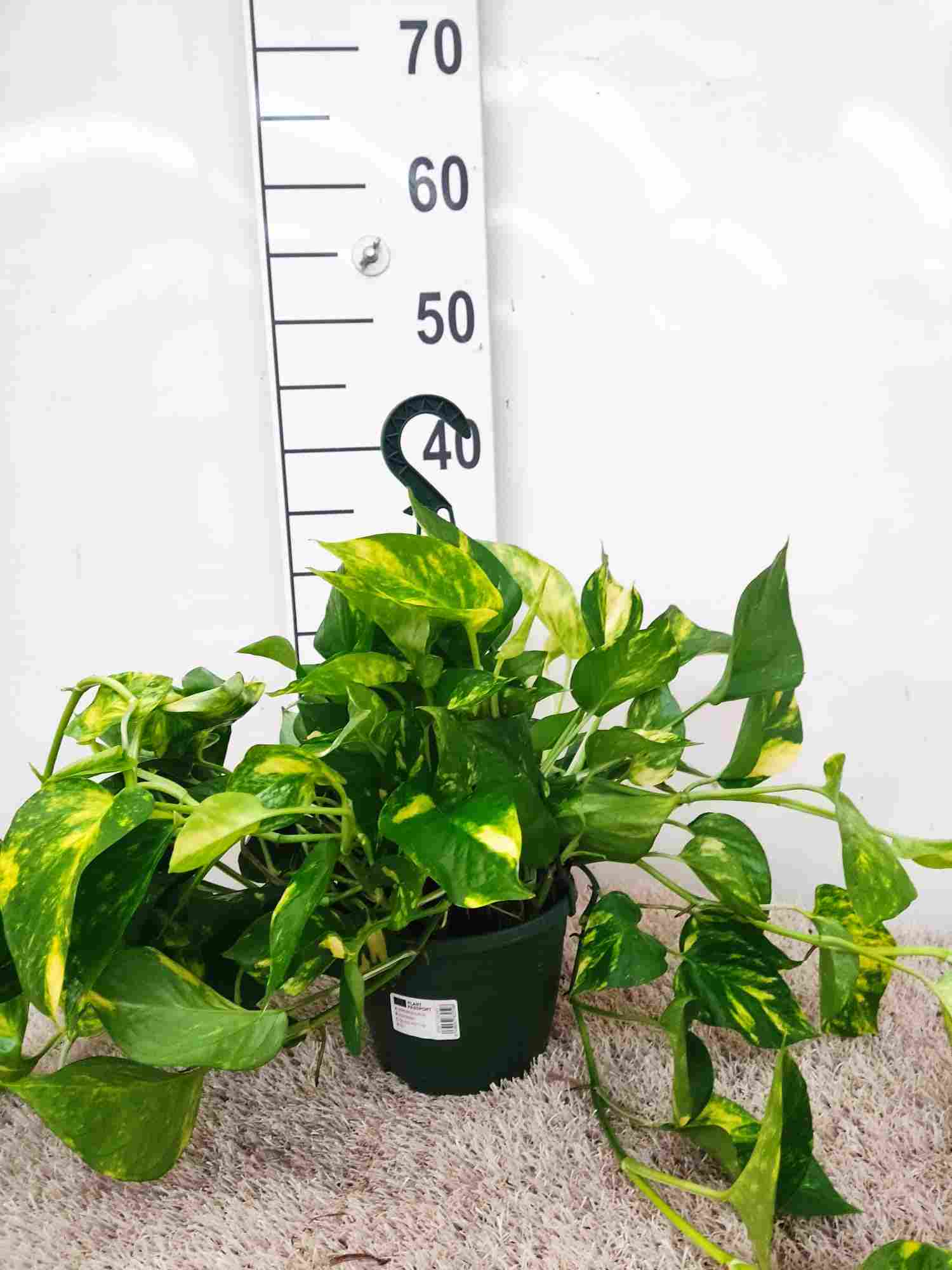 POTHOS C 15 - COLGANTE