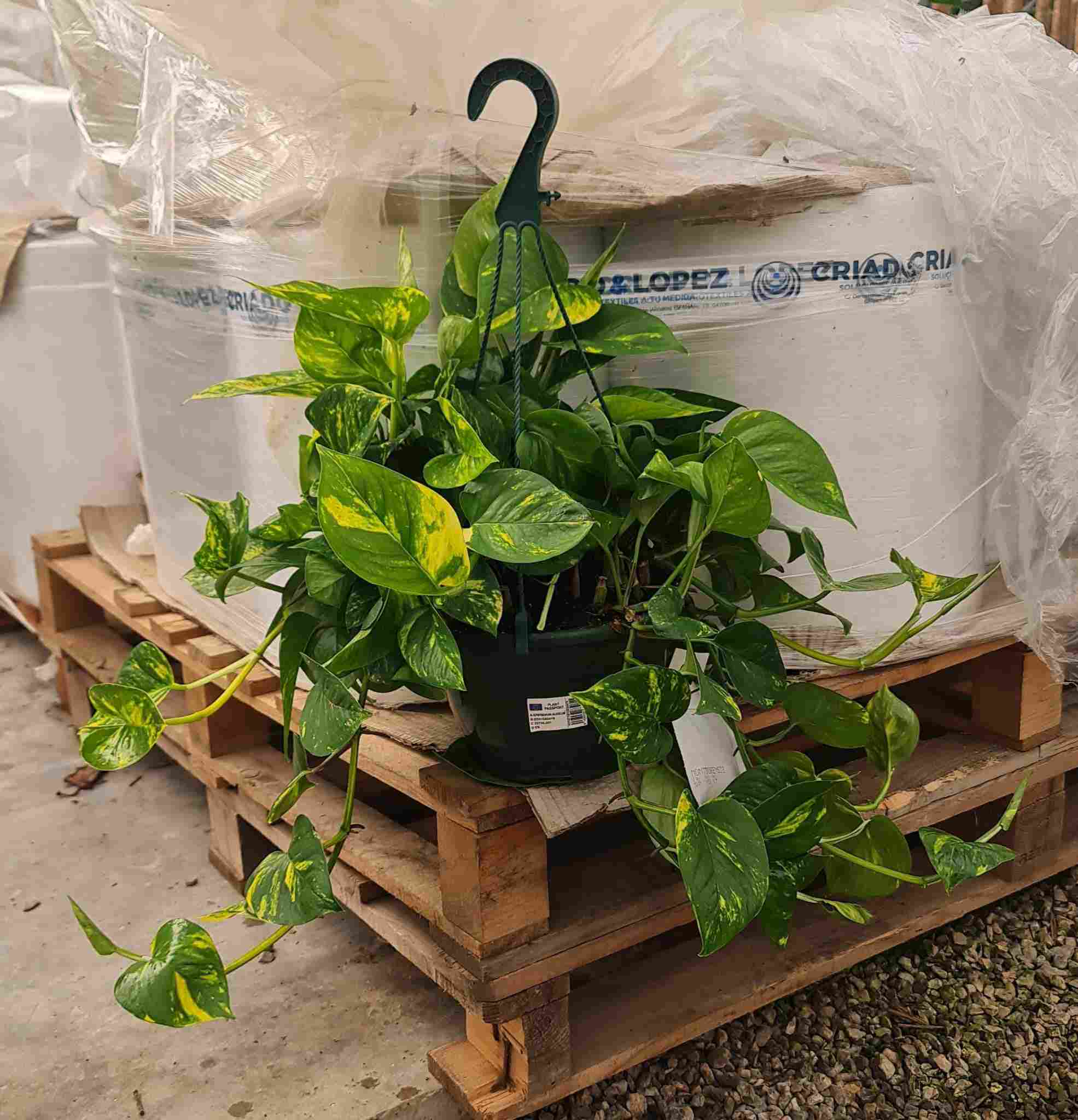 POTHOS C 20 - COLGANTE