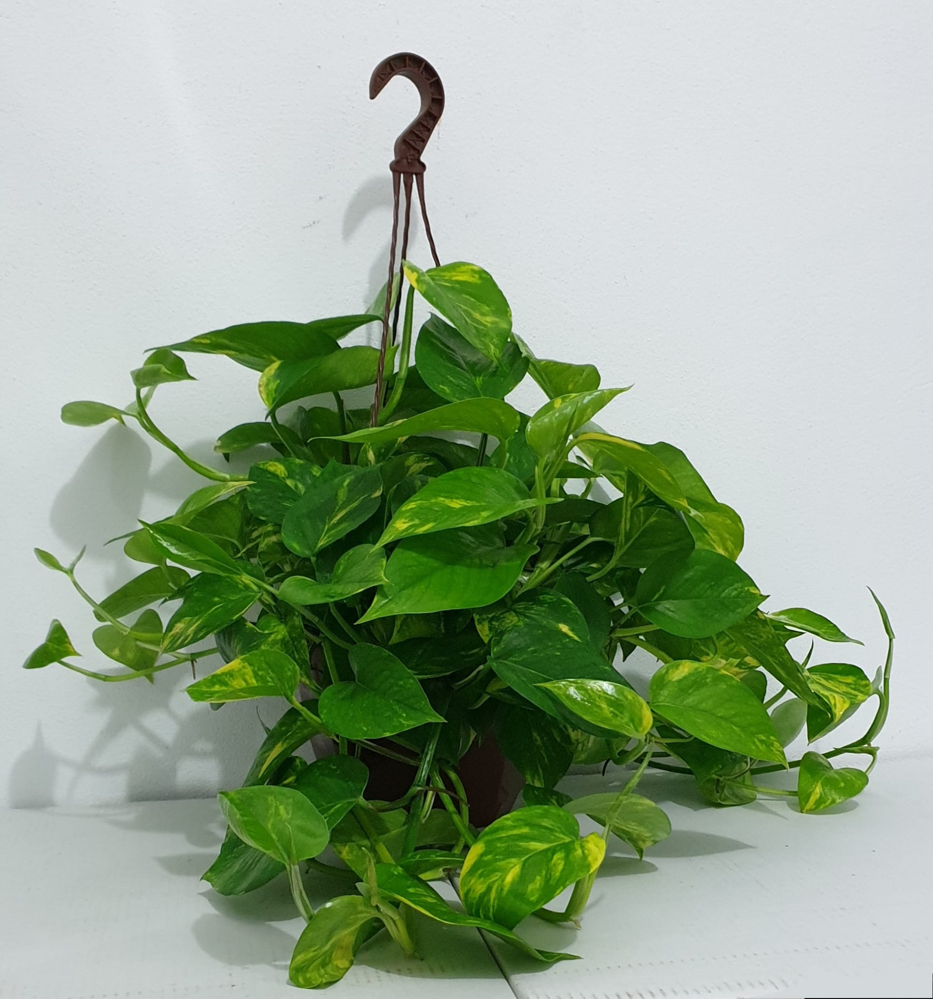 POTHOS C 23 - COLGANTE