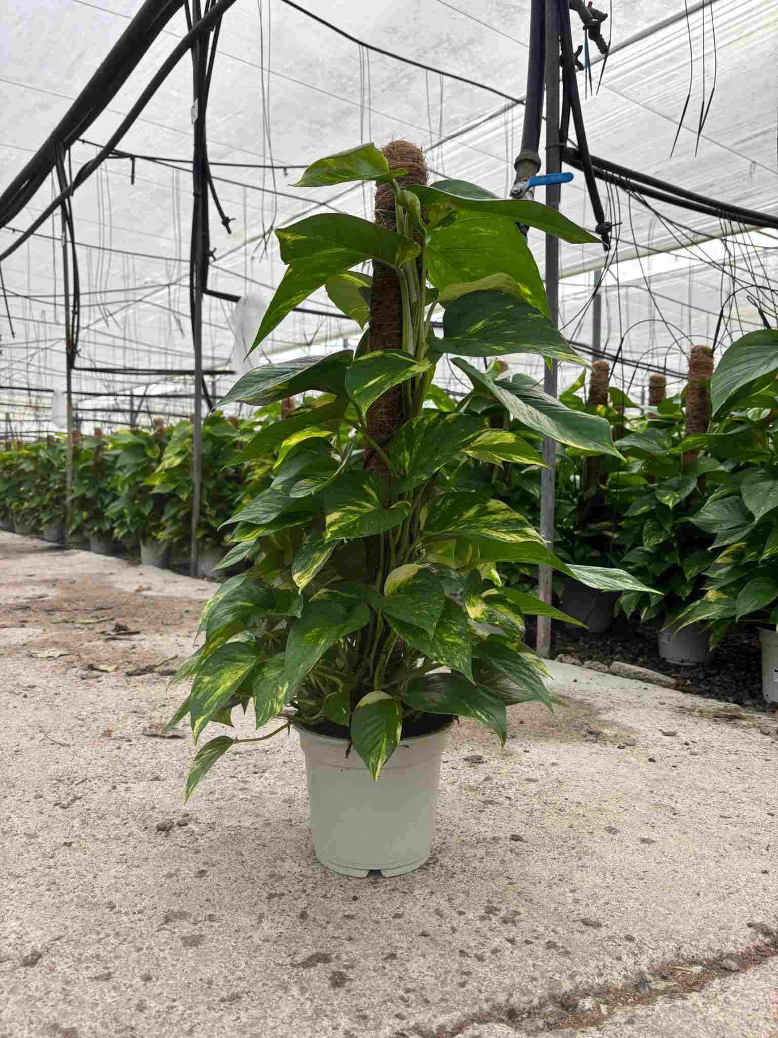 POTHOS TUTOR C 17 0.80 M
