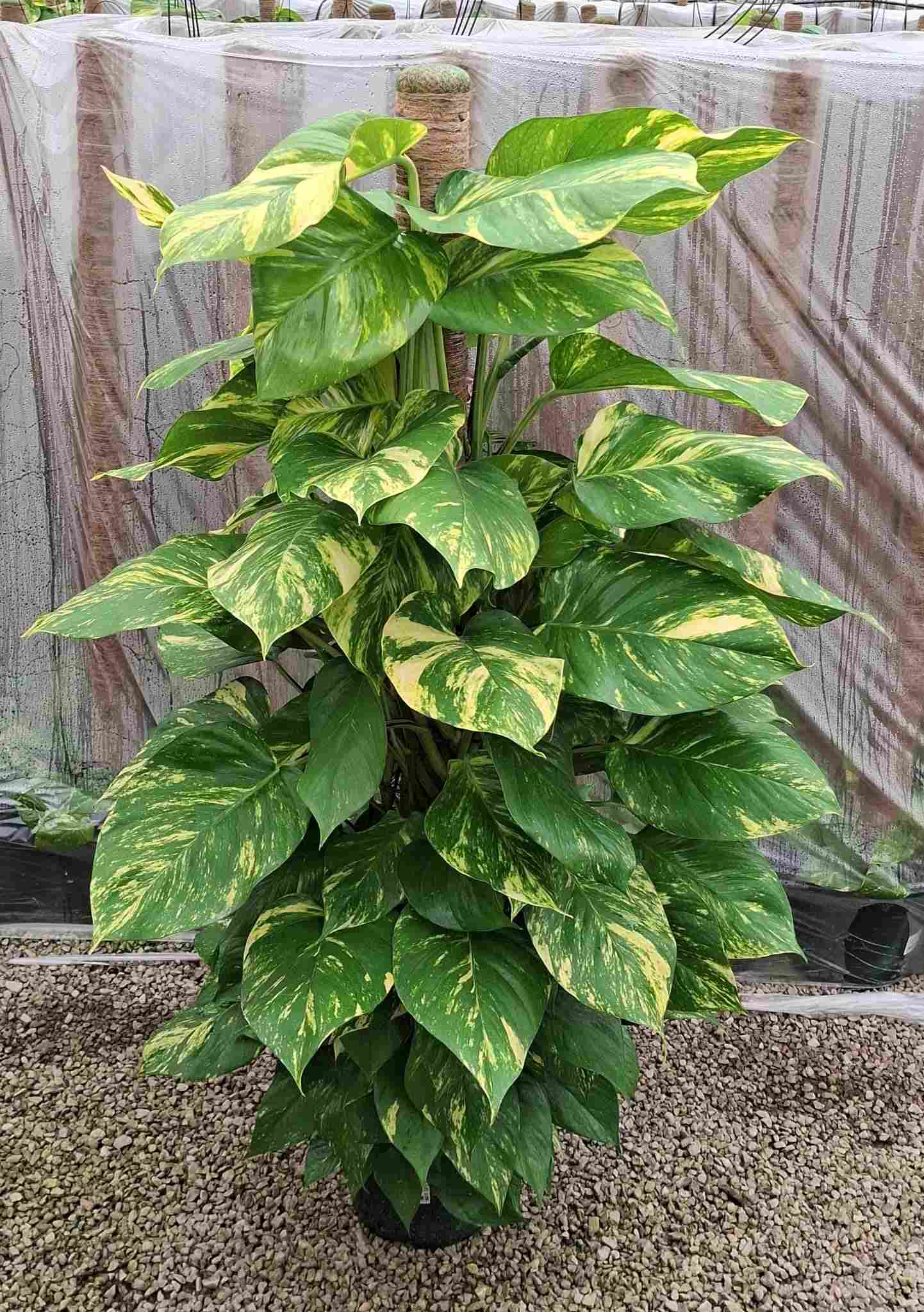 POTHOS TUTOR C 25 1.50 M
