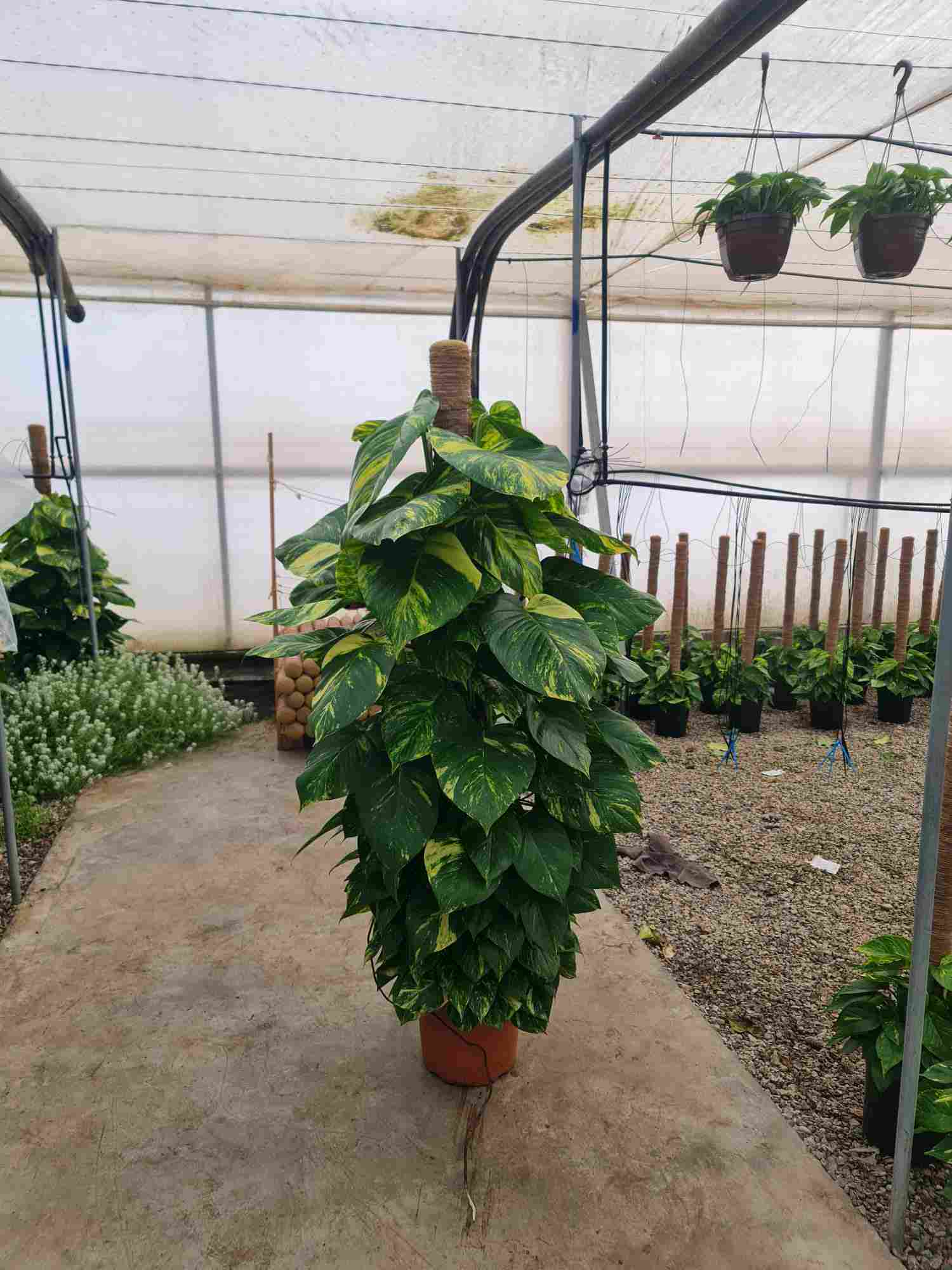 POTHOS TUTOR C 35 1.80 M