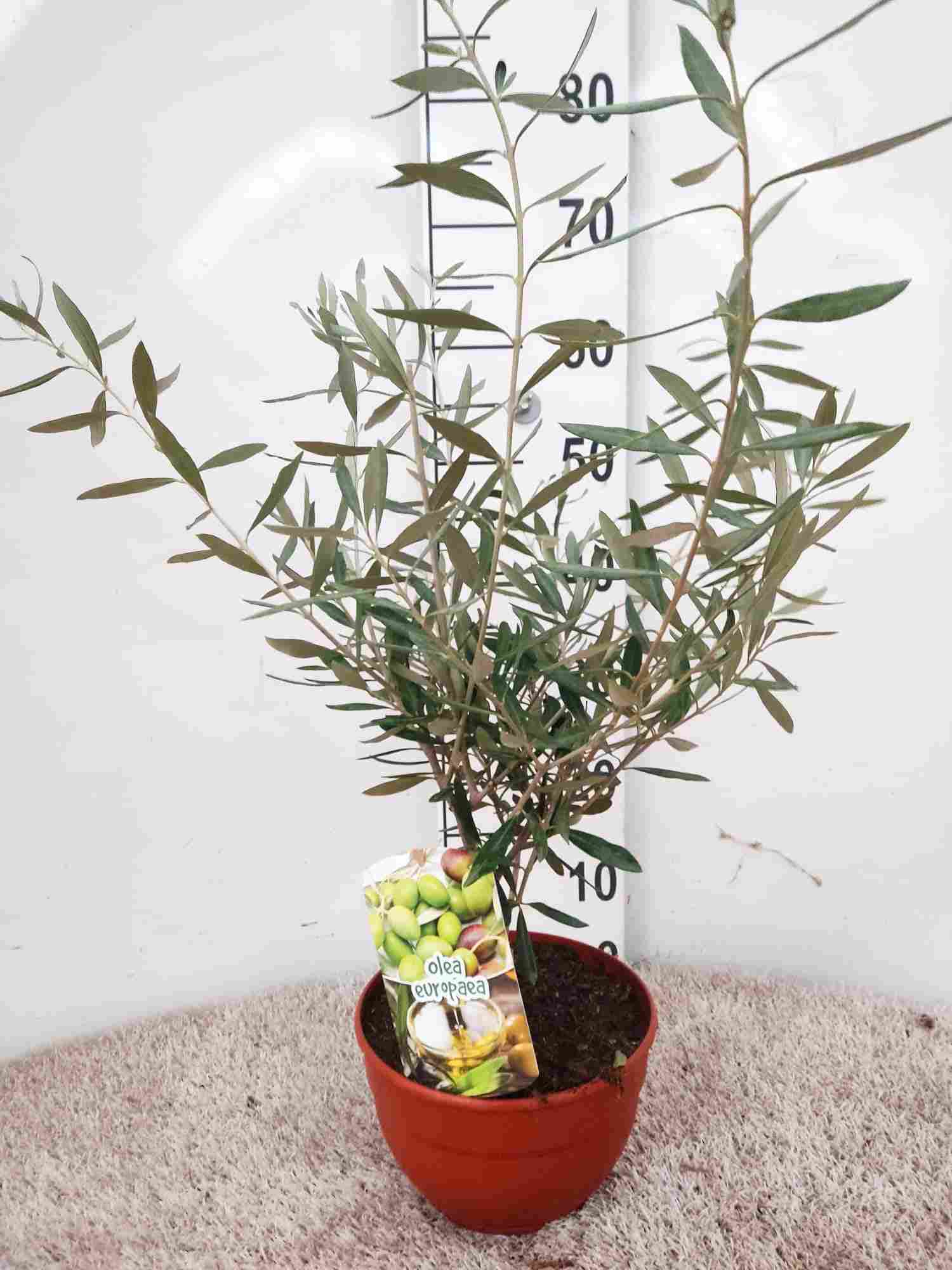 PRE-BONSAI OLEA EUROPEA T 20