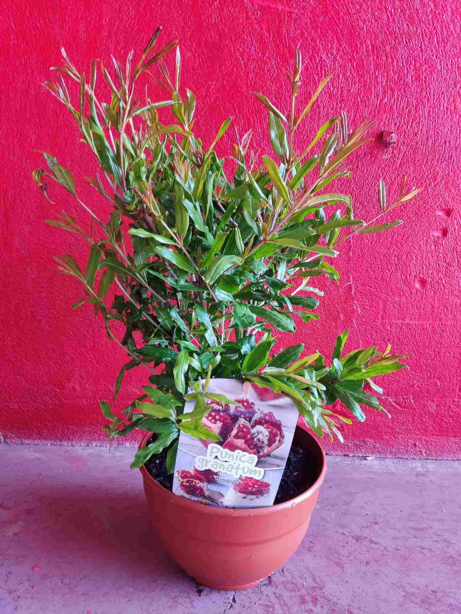 PRE-BONSAI PUNICA GRANATUM MINI C 20